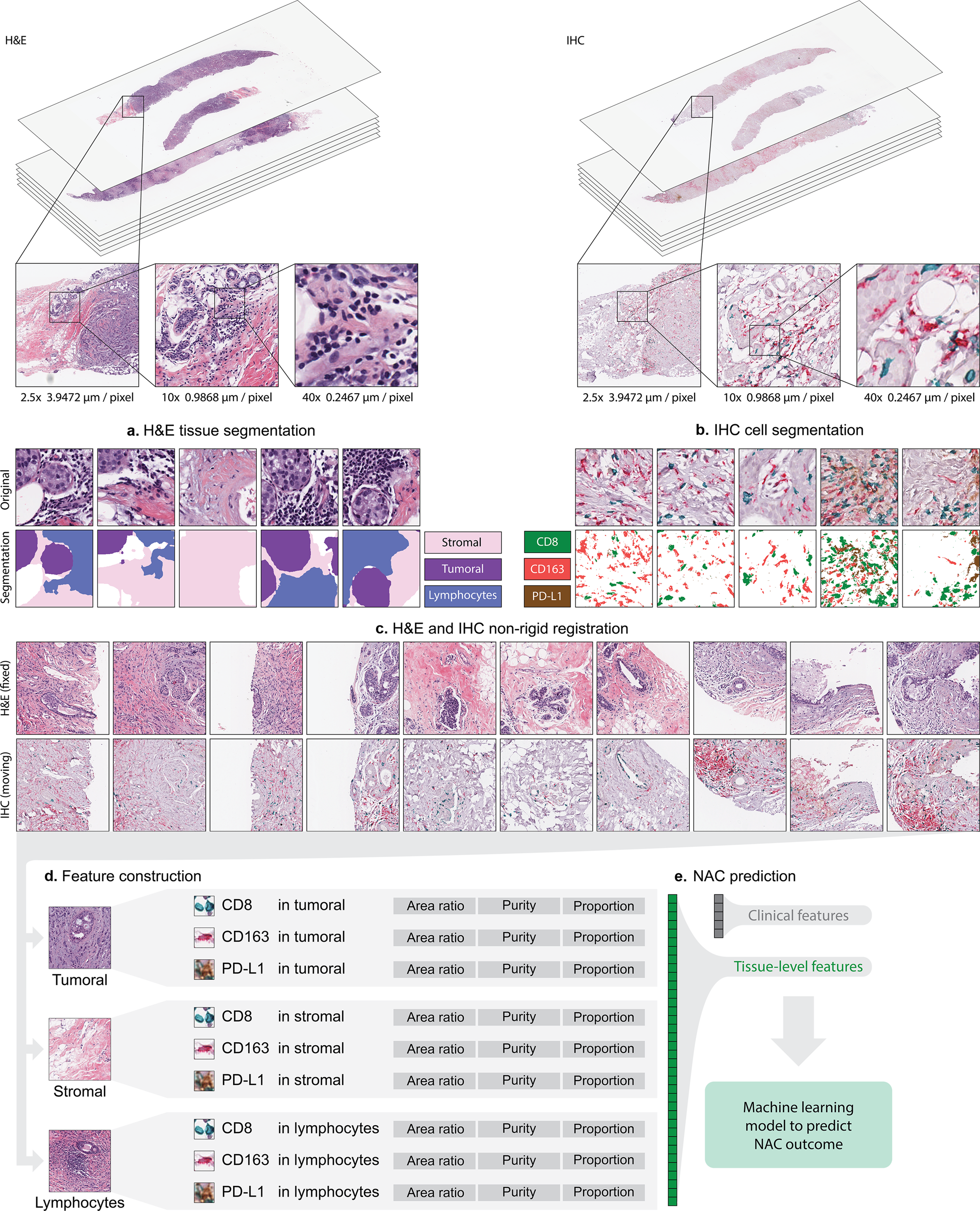 Mouse number and measurement accuracy of categorical responses defined