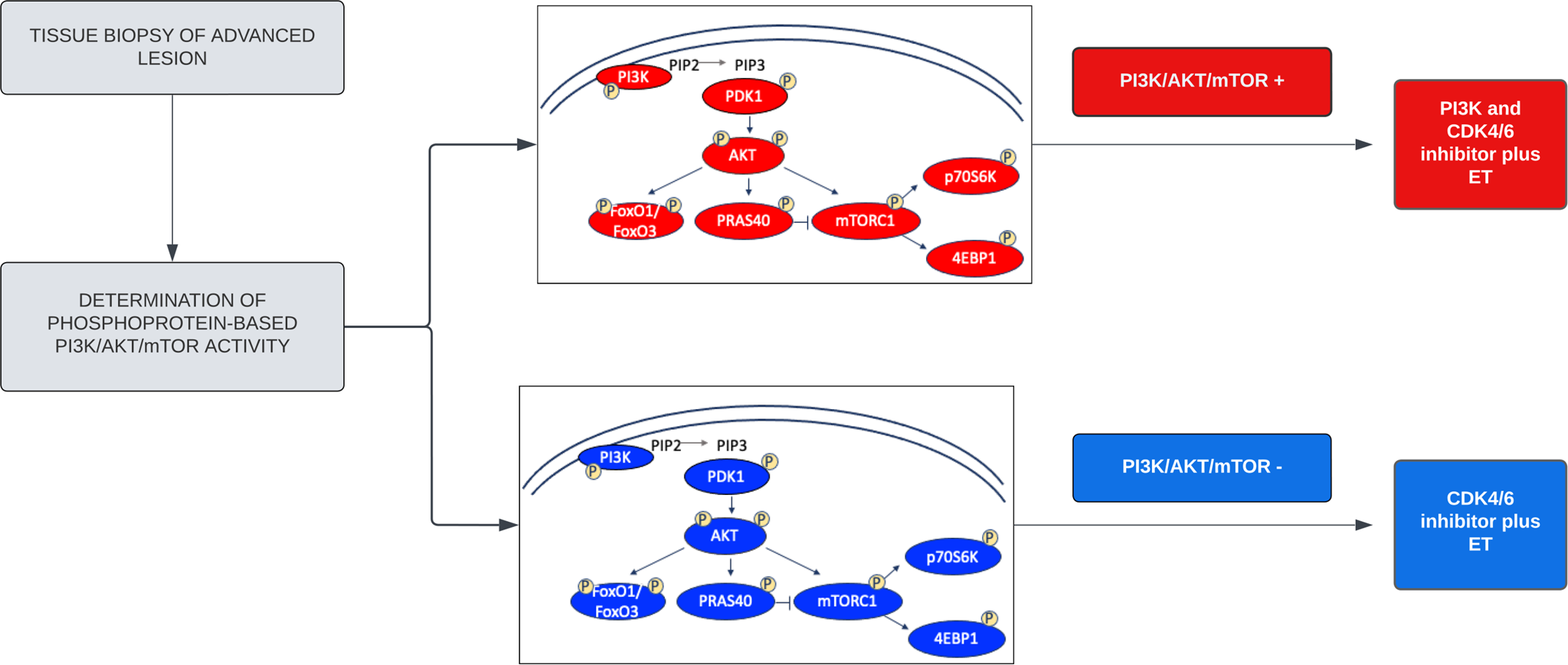 Fig. 7: Decision-making workflow for selecting treatment for newly diagnosed ER+/HER2- metastatic breast cancer patients.
