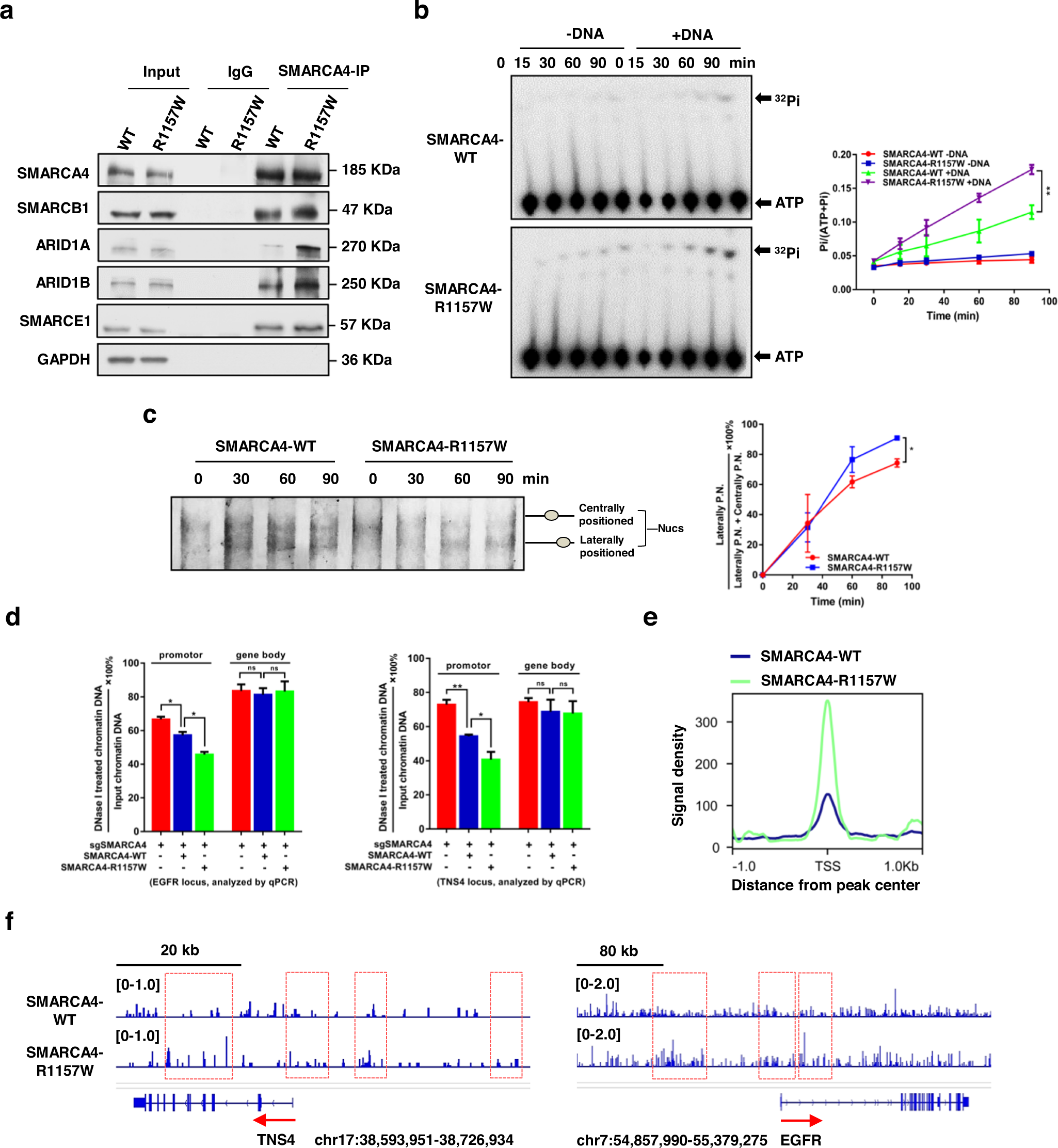 Fig. 4: The SMARCA4-R1157W mutation enhances ATPase activity and chromatin remodeling ability.