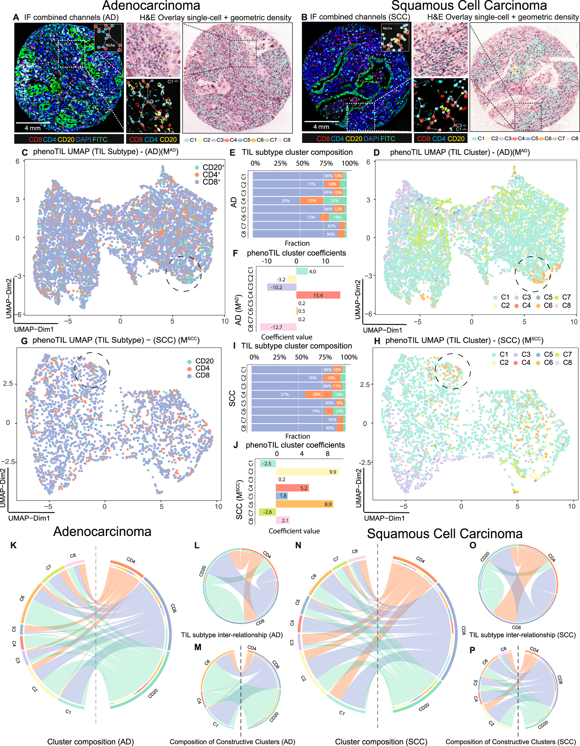Fig. 4: The molecular composition of immune subtypes and cluster association for lung AD and SCC sample.
