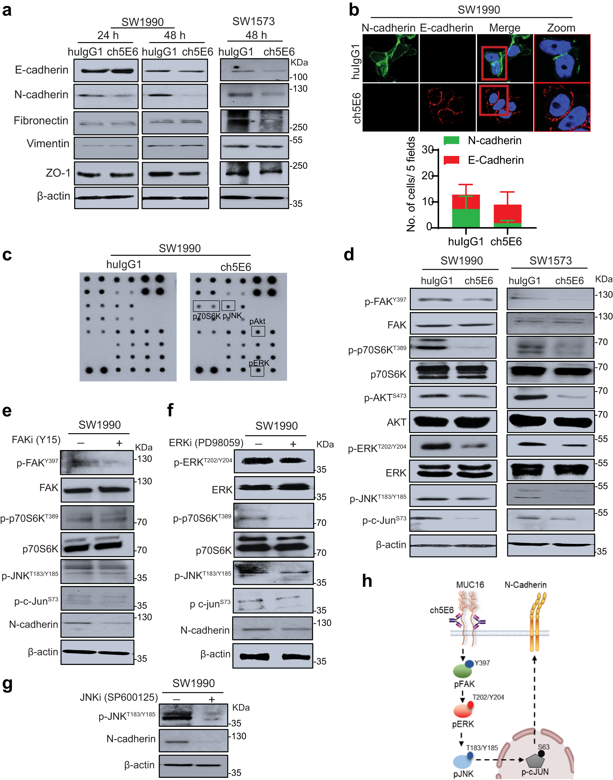 Fig. 3: Abrogation of MUC16/pFAK/p70S6K signaling by ch5E6 decreases N-cadherin mediated EMT in PC and NSCLC cell lines.