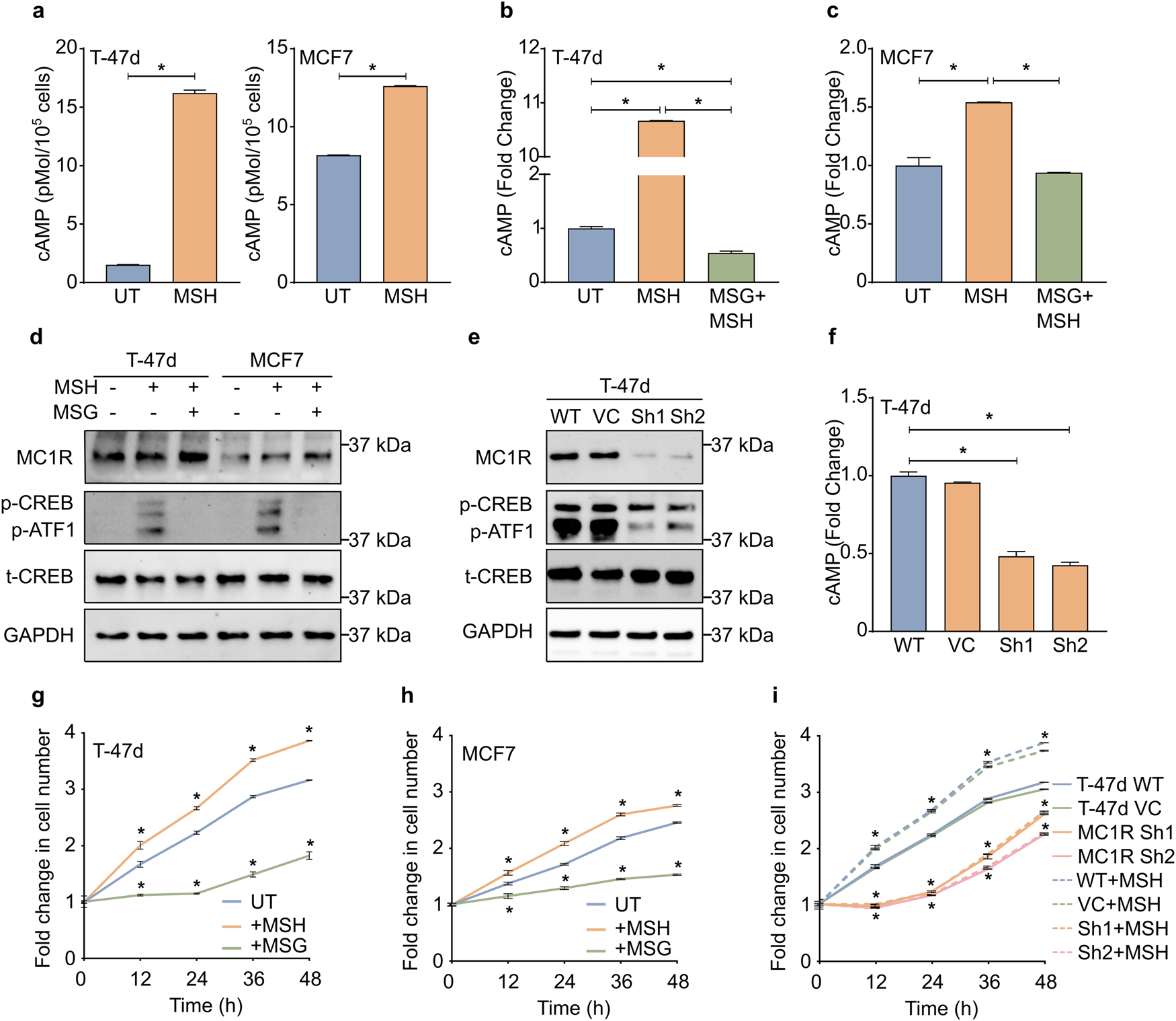 Fig. 2: MC1R signaling is active in breast cancer cells and promotes breast cancer cell progression in vitro.