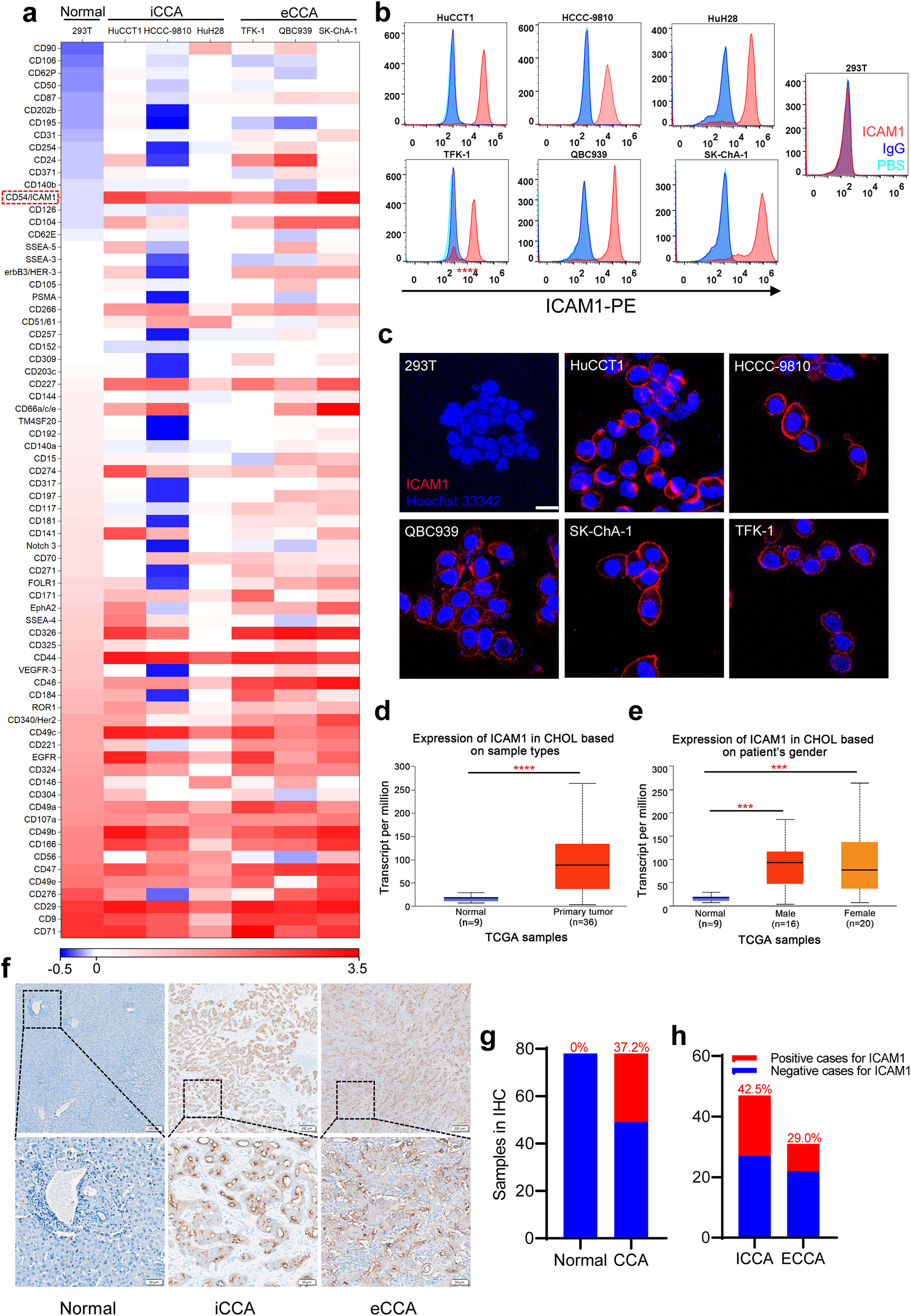 Development of potent antibody drug conjugates against ICAM1+ cancer cells  in preclinical models of cholangiocarcinoma | npj Precision Oncology