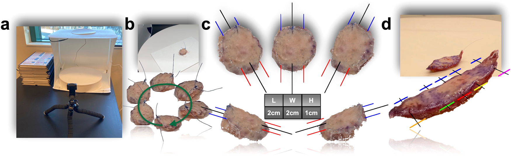 Fig. 3: Tissue preparation workflow enables precise 3D modeling of a gross specimen for accurate tissue measurements and tailored grossing recommendations.