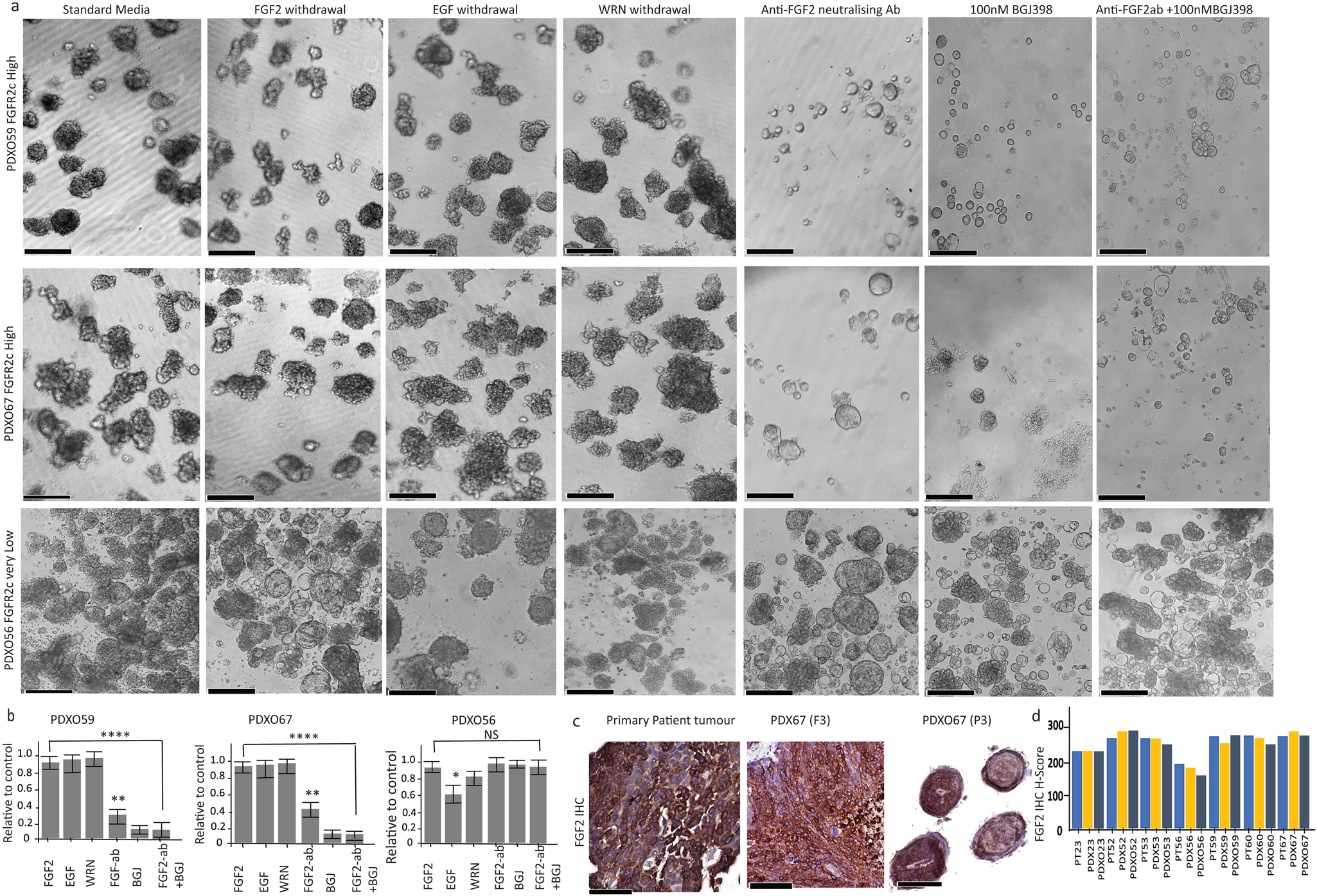 Fig. 3: Regeneration and growth of EC PDXOs expressing FGFR2c are independent of exogenous growth factors but dependent on endogenous FGF2.
