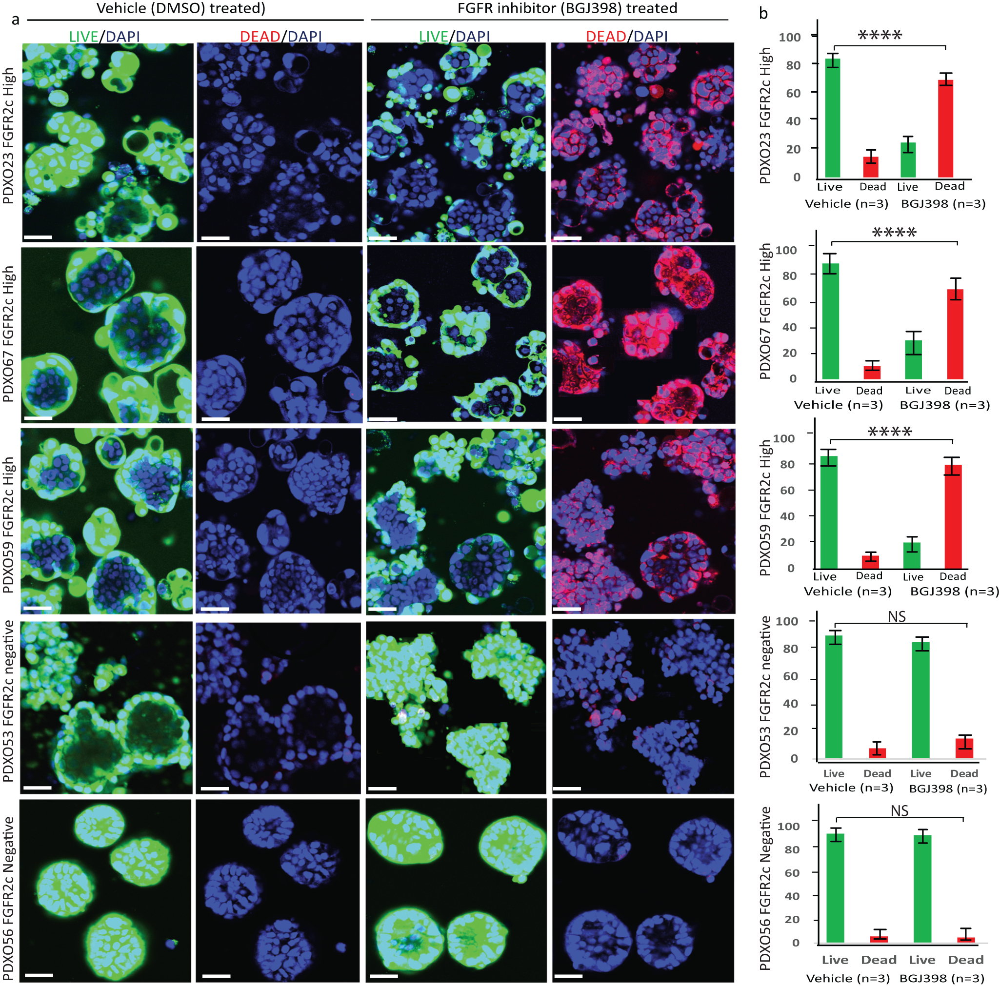 Fig. 5: Significant cell death was observed in established PDXO models expressing FGFR2c following 72 hr treatment with 300 nM BGJ398.