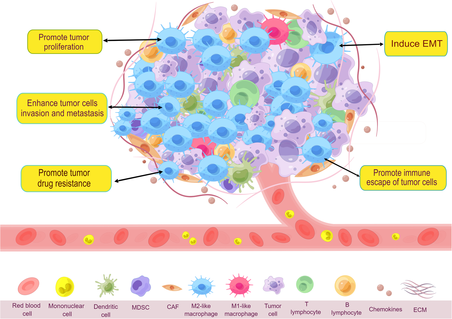 Targeting M2-like tumor-associated macrophages is a potential 