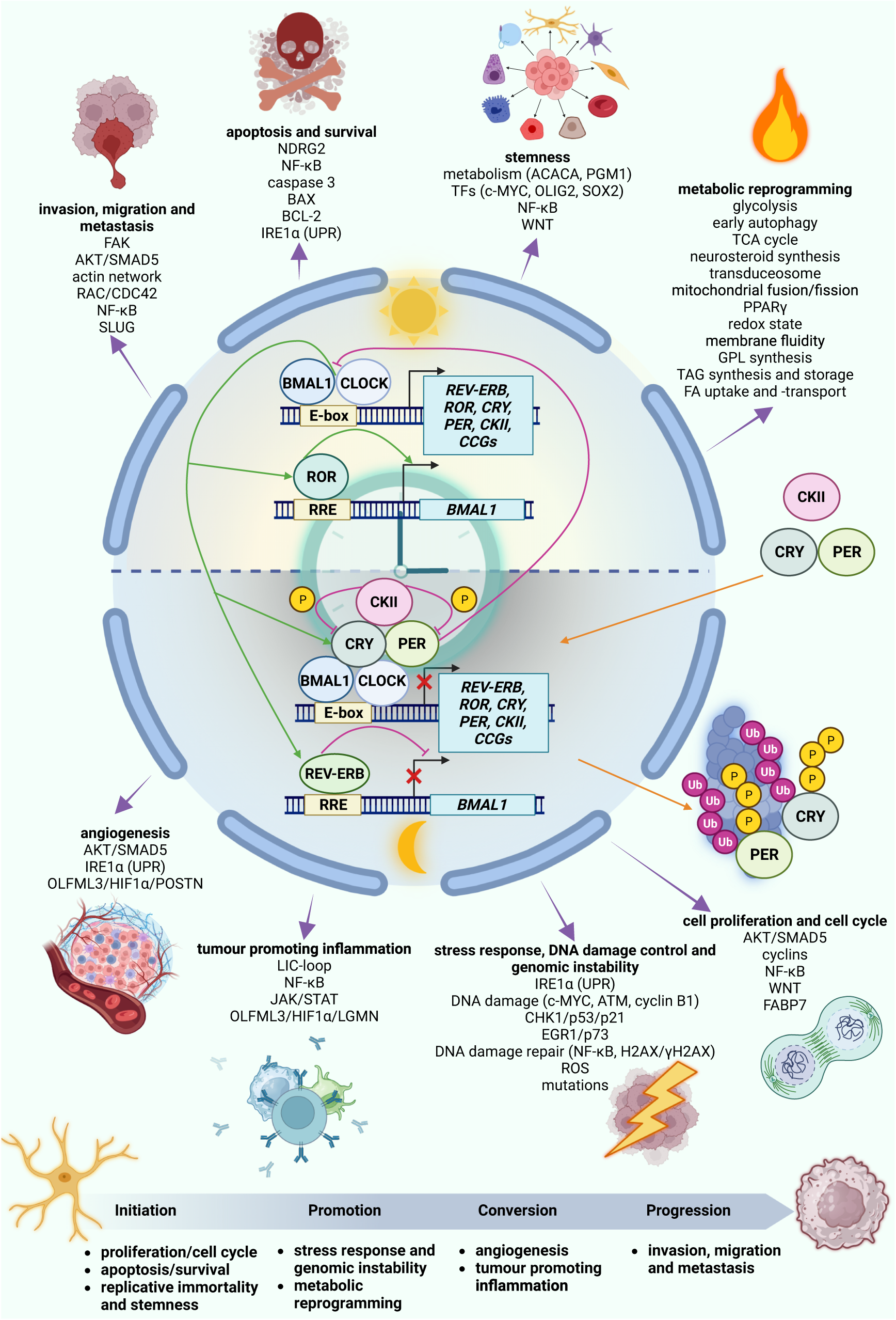 Fig. 1: Overview of the core-clock network and structure of the review.