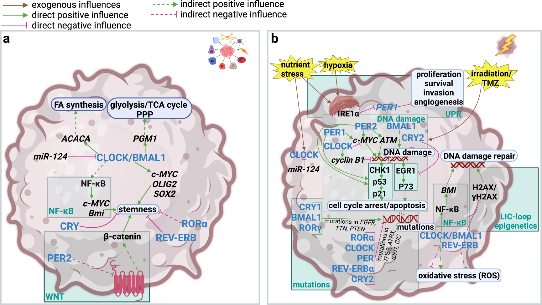 Fig. 3: Impact of the circadian clock on stress response, DNA damage control and genomic instability and stemness in GBM.