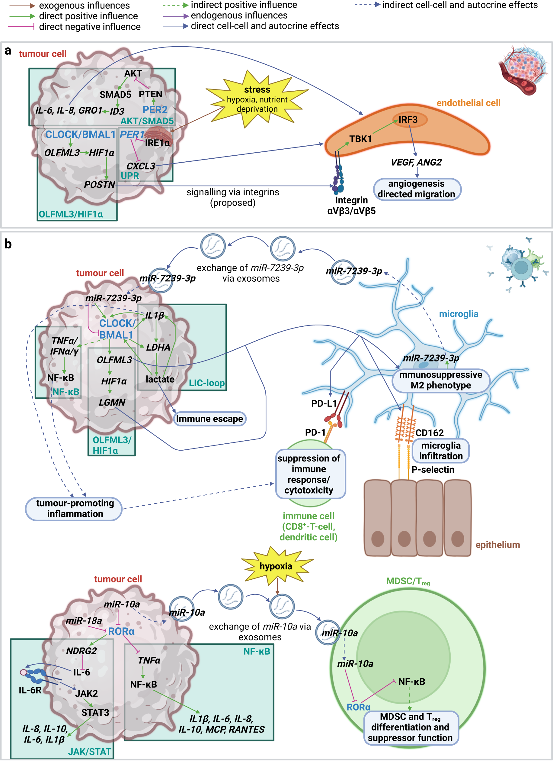Fig. 5: Impact of the clock on angiogenesis and tumour promoting inflammation in GBM.