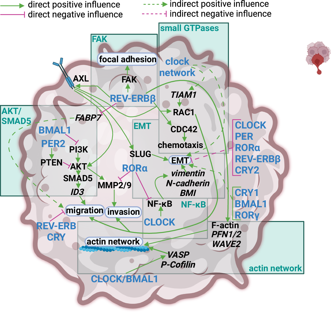 Fig. 6: Impact of the circadian clock on cell motility in GBM.
