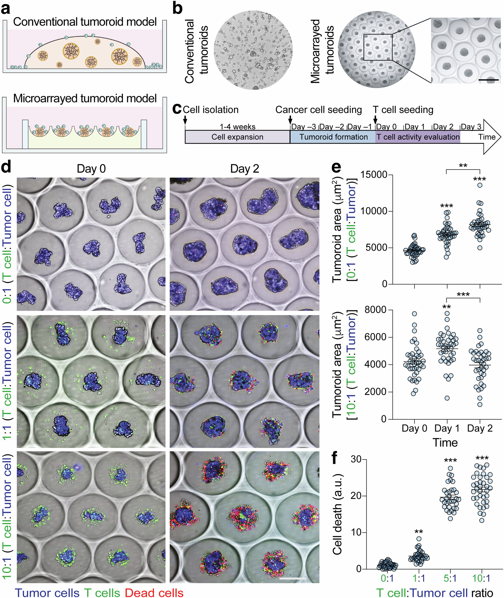 Fig. 1: Setup and validation of a microarrayed platform for immuno-oncology studies.