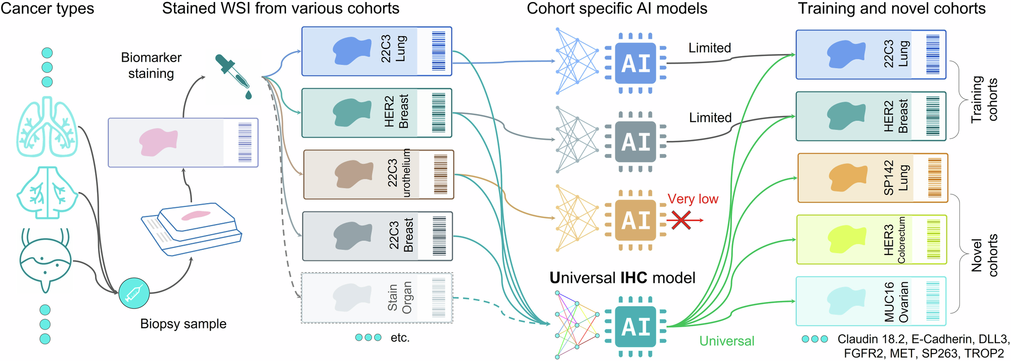 Fig. 1: Overview of the universal immunohistochemistry (UIHC) artificial intelligence (AI) model development.