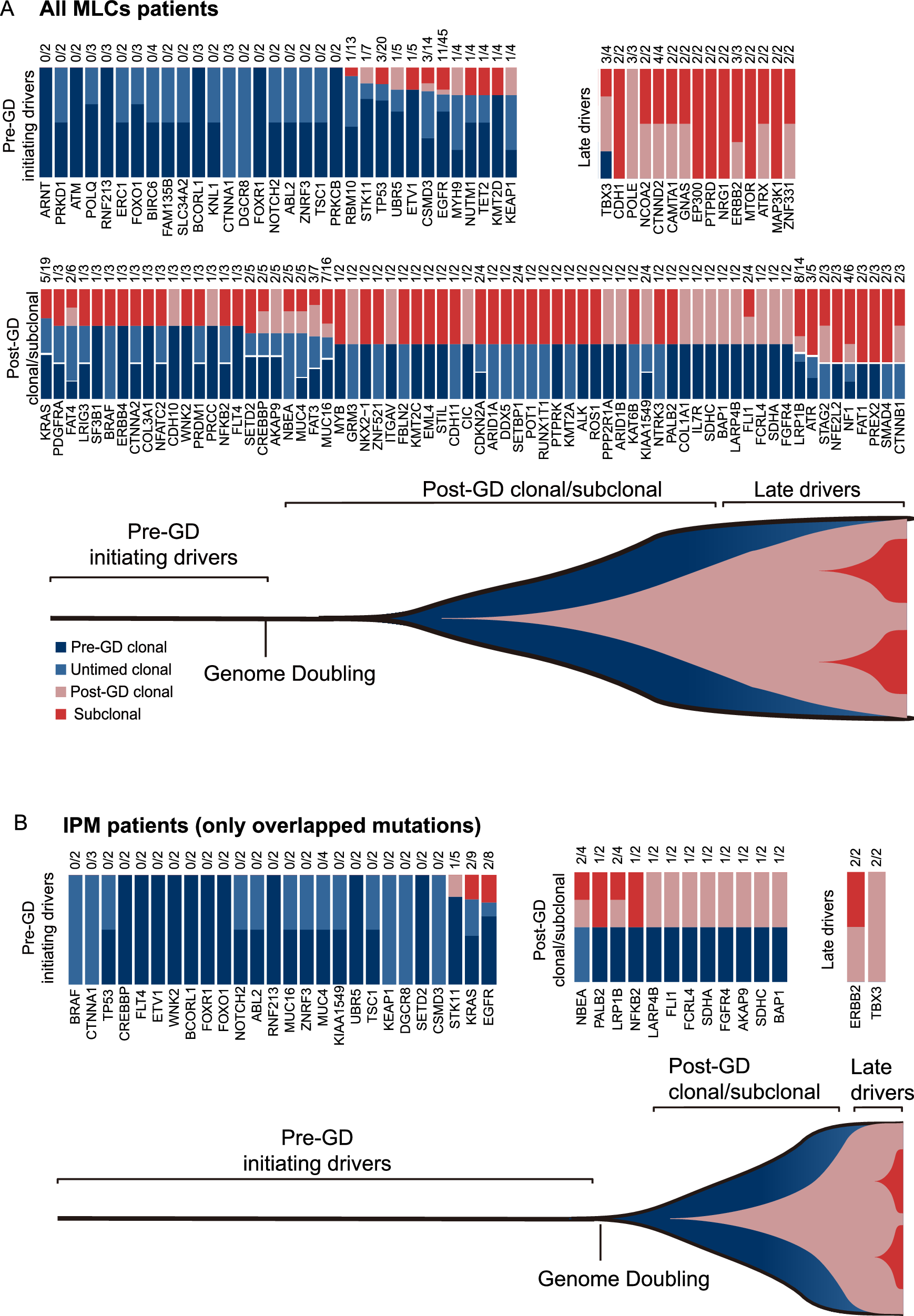 Fig. 6: Timing of mutations in MLCs evolution based on the WES cohort.