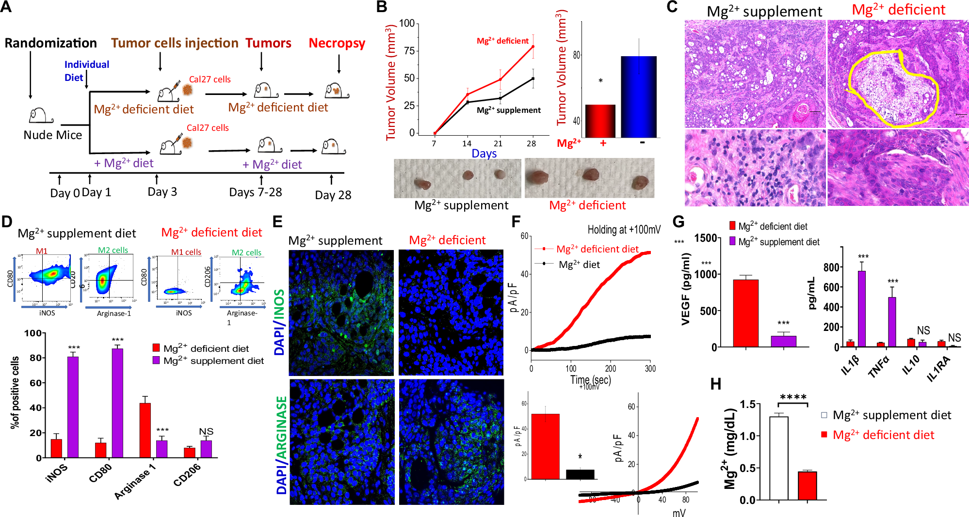 Fig. 1: Mg2+ deficient diet decreases M1 macrophage cells and promote tumor growth.