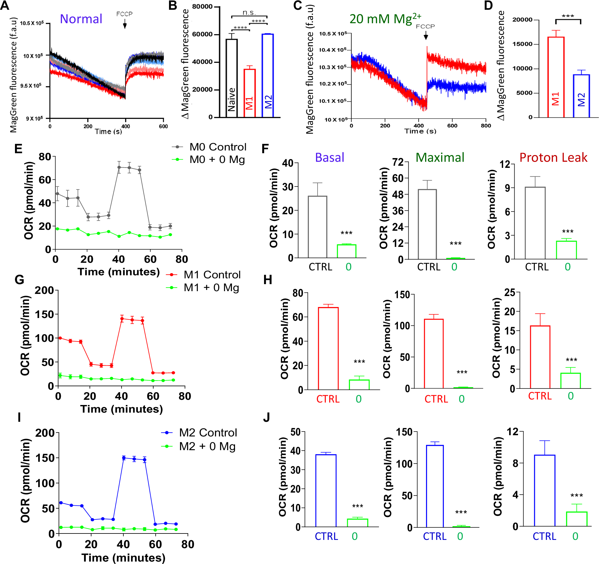 Fig. 5: Mitochondrial function is dependent on Mg2+ entry in macrophage cells.