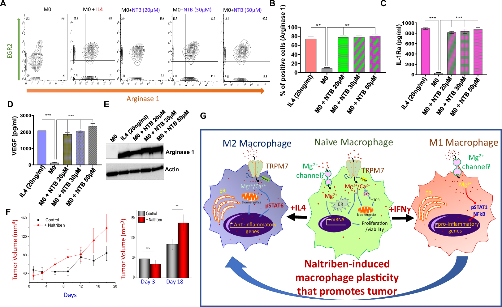 Fig. 7: Naltriben-induced activation of TRPM7 channel promote the M2 phenotype and tumor progression.