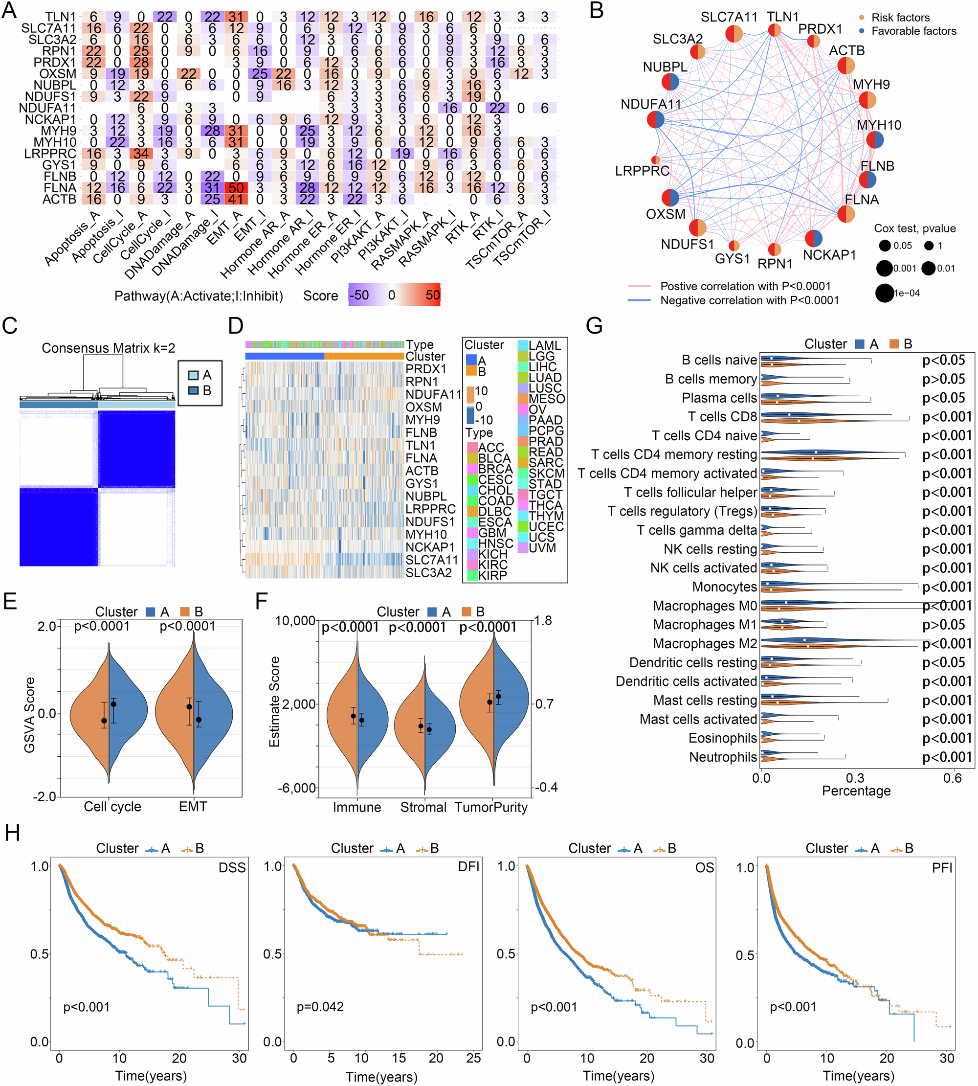Fig. 5: Disulfidptosis subtypes in pan-cancer.