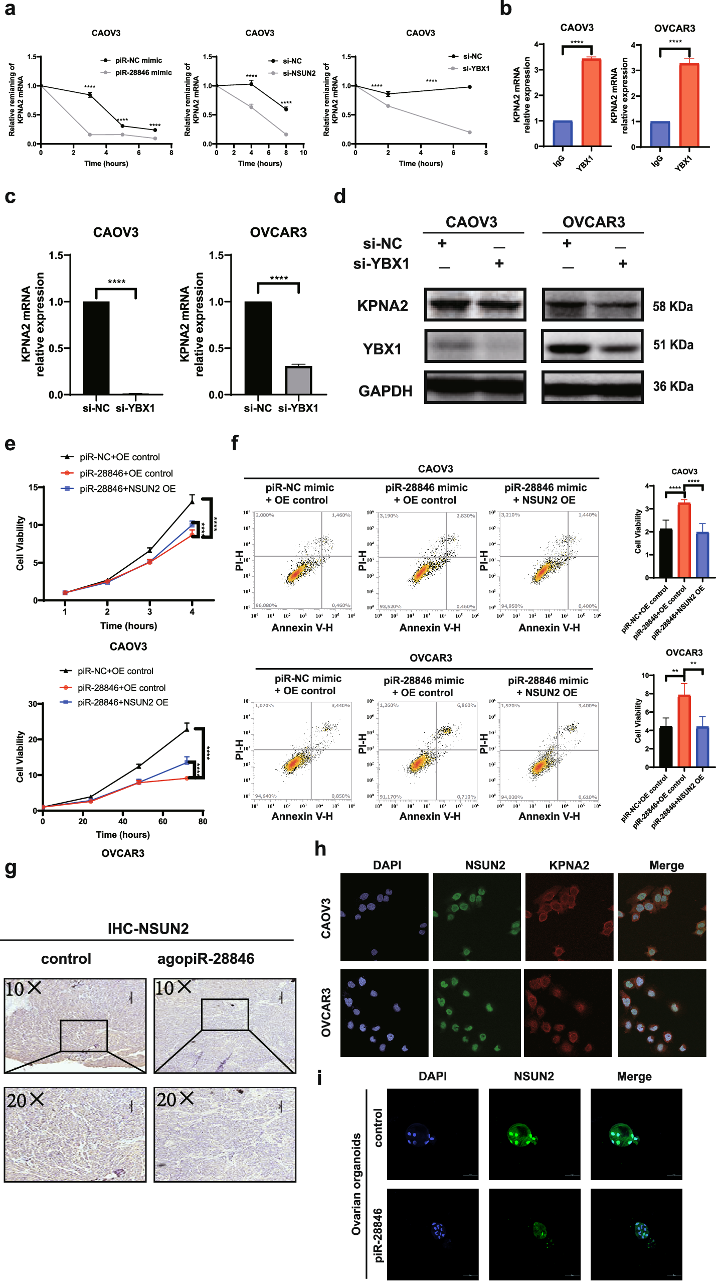 Fig. 6: NSUN2 affects KPNA2 levels by regulating YBX1.