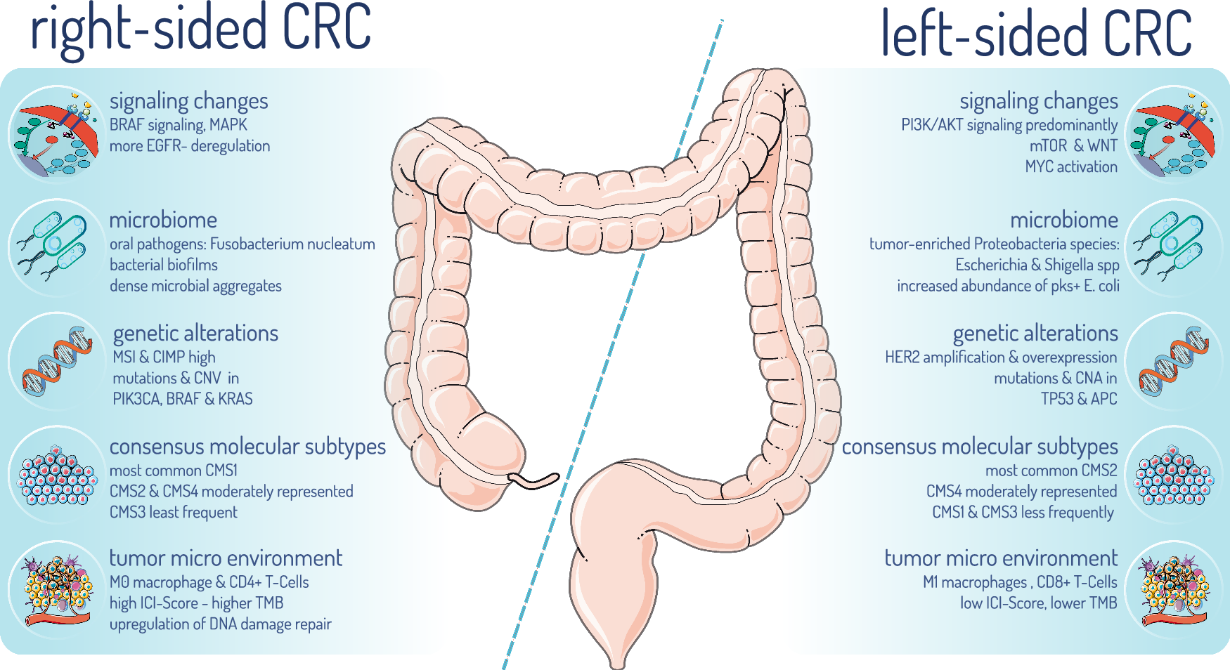Fig. 3: The figure compares the primary tumorigenic characteristics of left-sided and right-sided colorectal cancer, highlighting distinct molecular features that differentiate these subtypes.