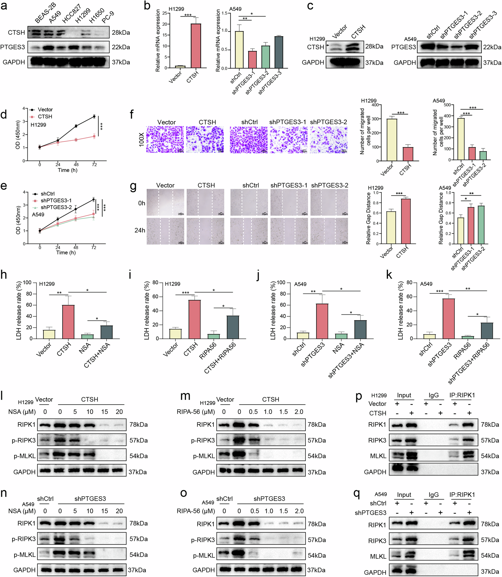 Fig. 7: Impacts of CTSH and PTGES3 on NSCLC cell proliferation, migration, and necroptosis.
