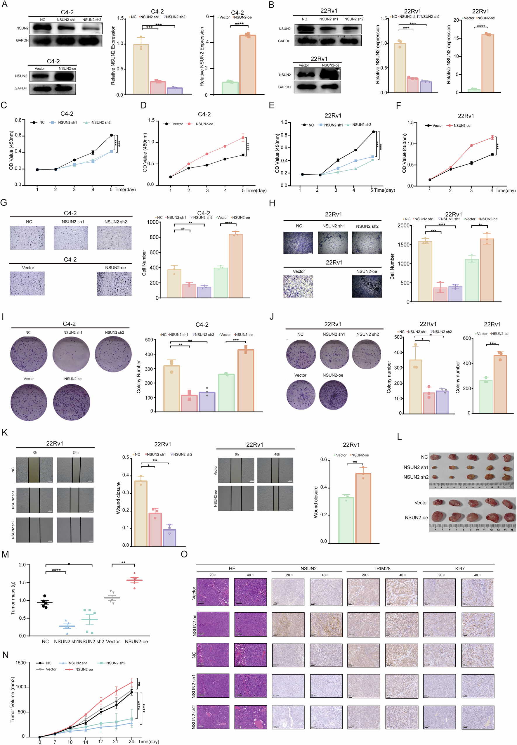 Fig. 2: NSUN2 promotes cancer cells proliferation and migration in PRAD.