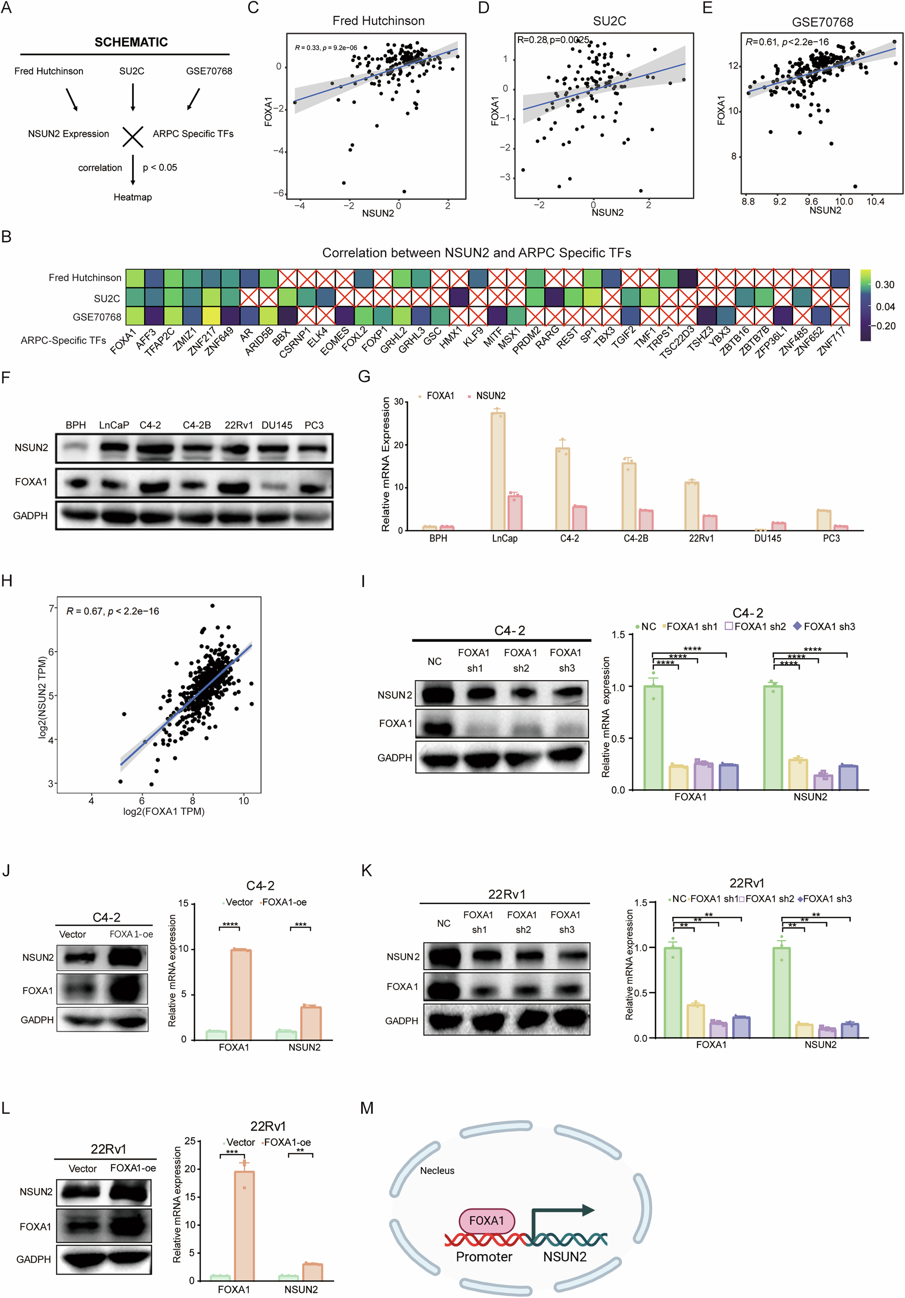 Fig. 3: Cross-validation confirms a high positive correlation between NSUN2 and FOXA1 expression.
