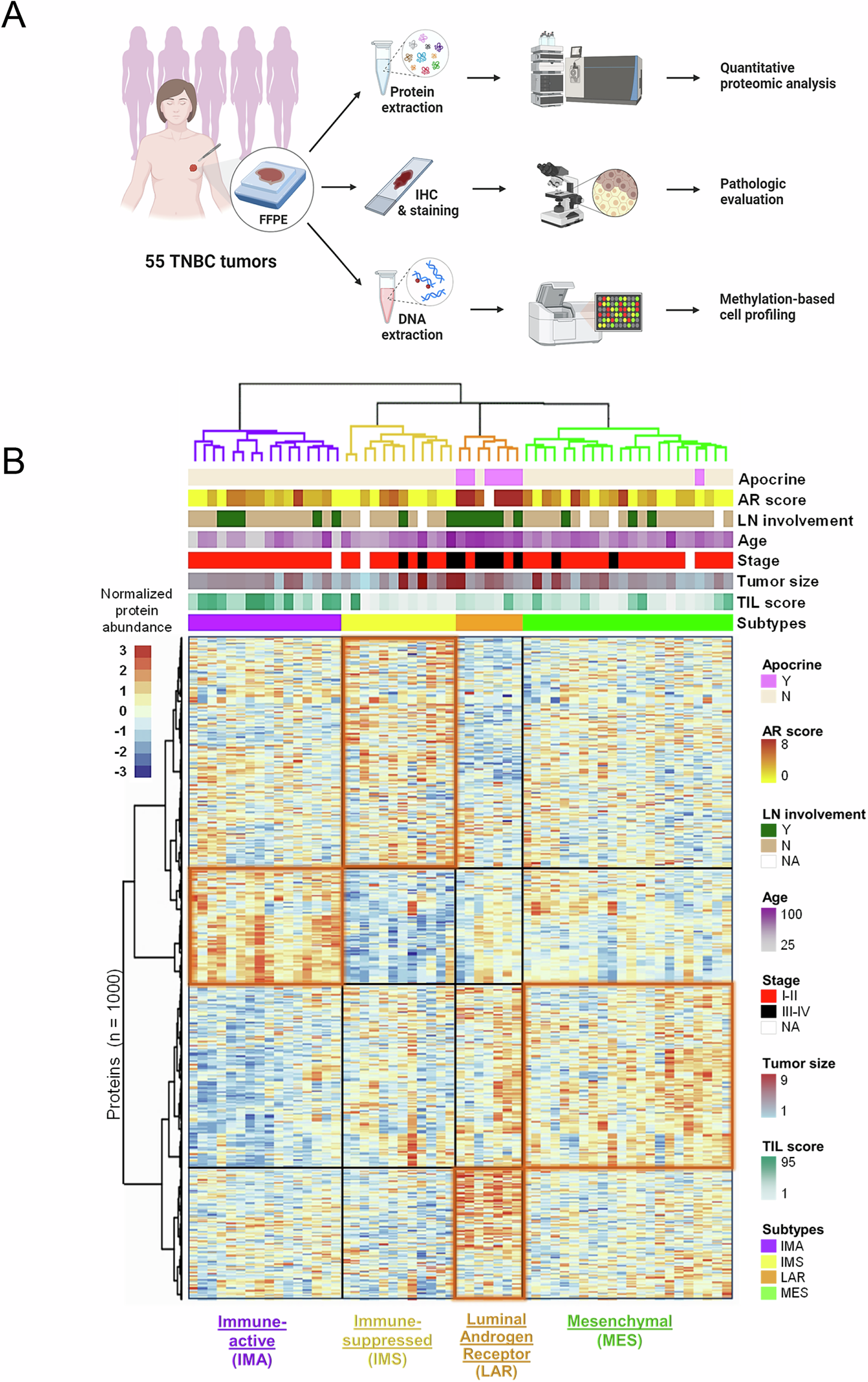 Quantitative proteomics analysis of triple-negative breast cancers | npj  Precision Oncology
