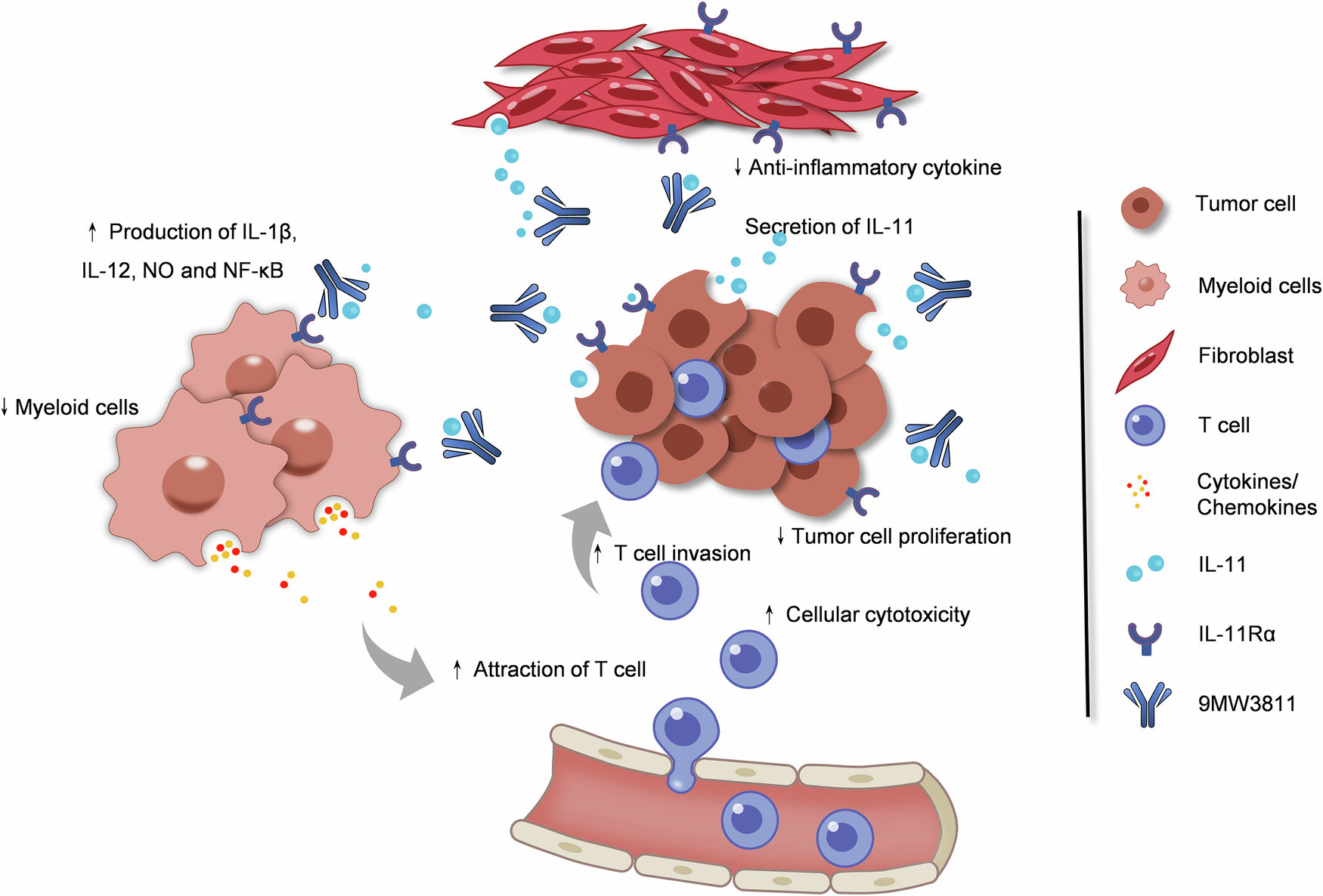 Fig. 7: Schematic graph for proposed MOA of 9MW3811’s anti-tumor activity.