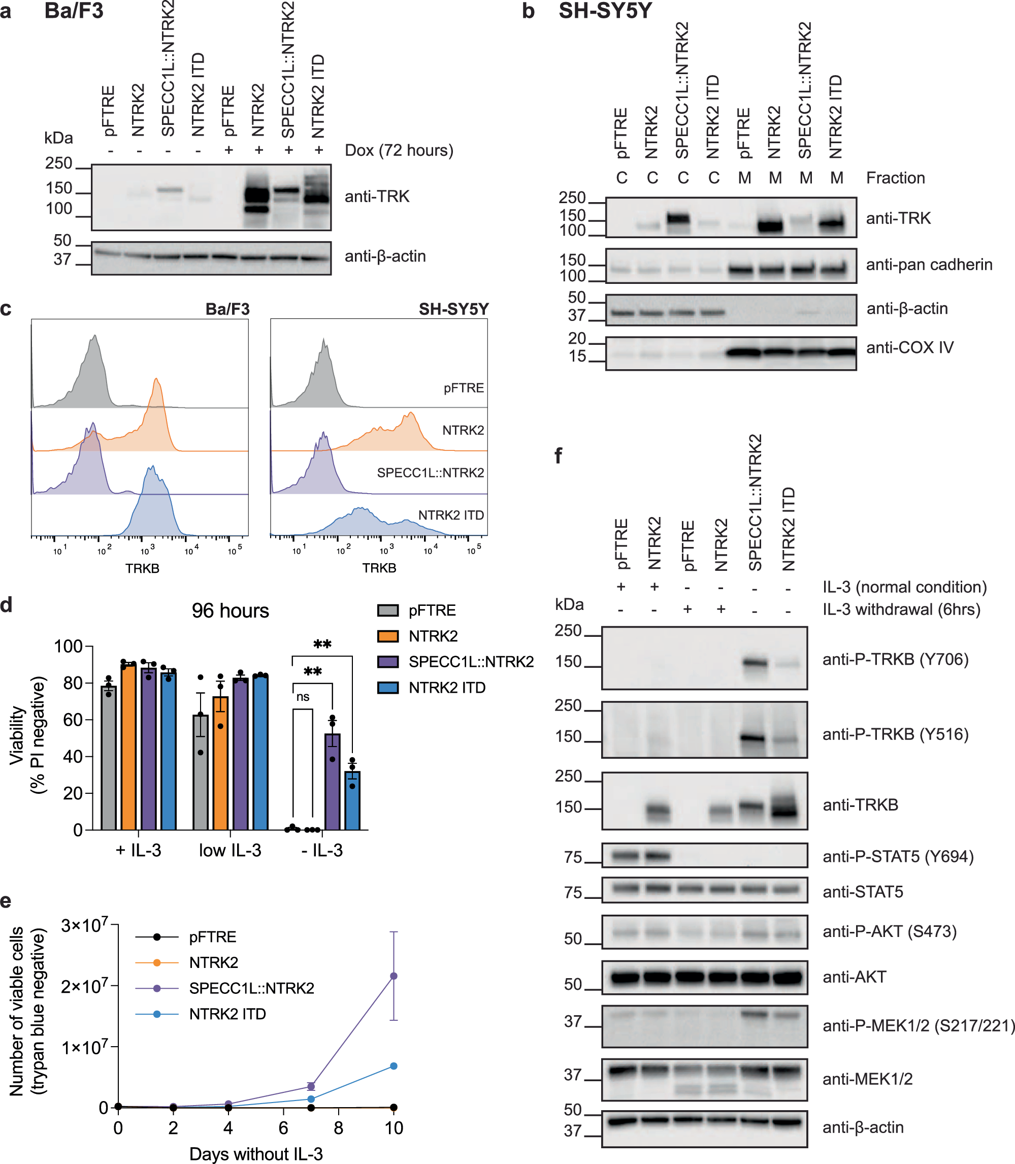 Fig. 2: NTRK2 ITD is constitutively activated.