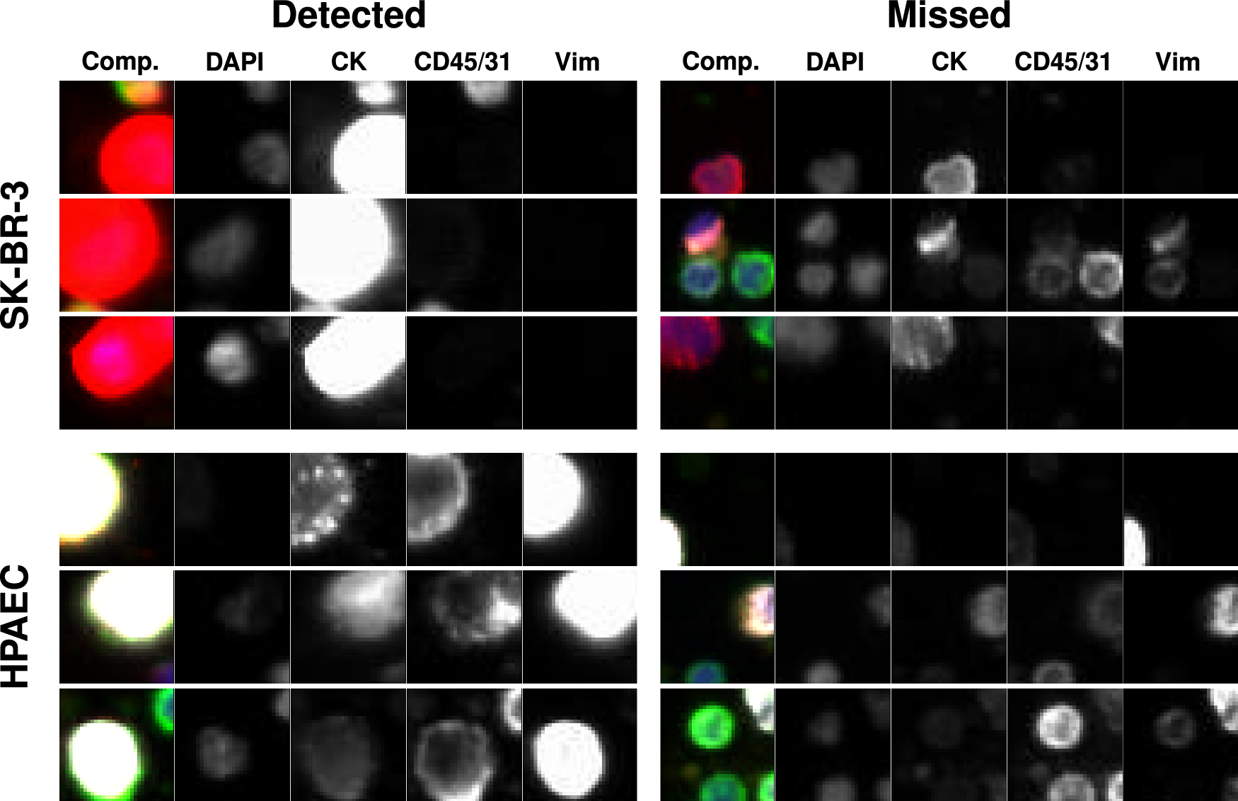 Fig. 4: Representative gallery of rare events in samples from normal donors spiked with SK-BR-3 and HPAEC cell lines.