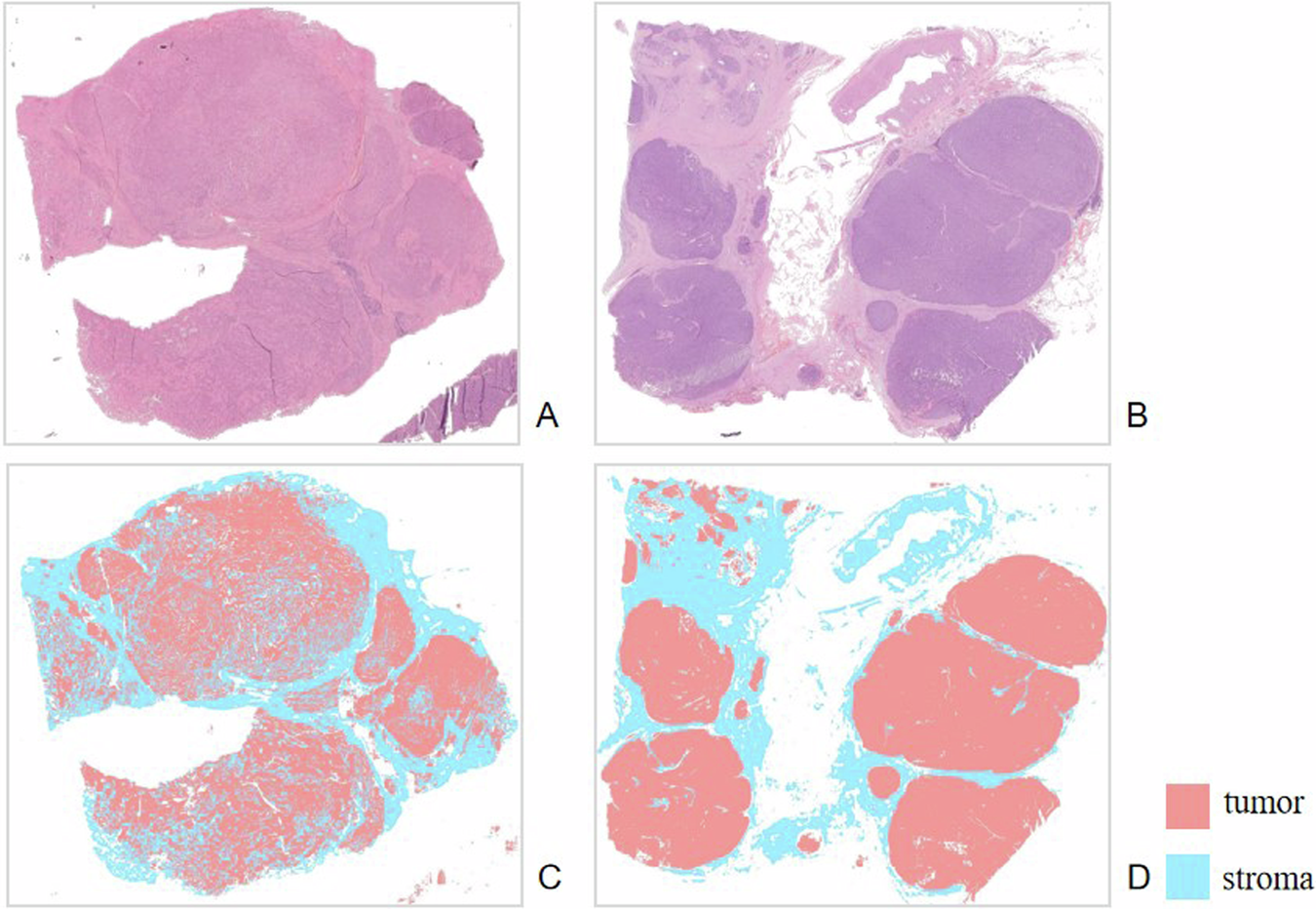 Fig. 2: Representative segmentation performance examples.