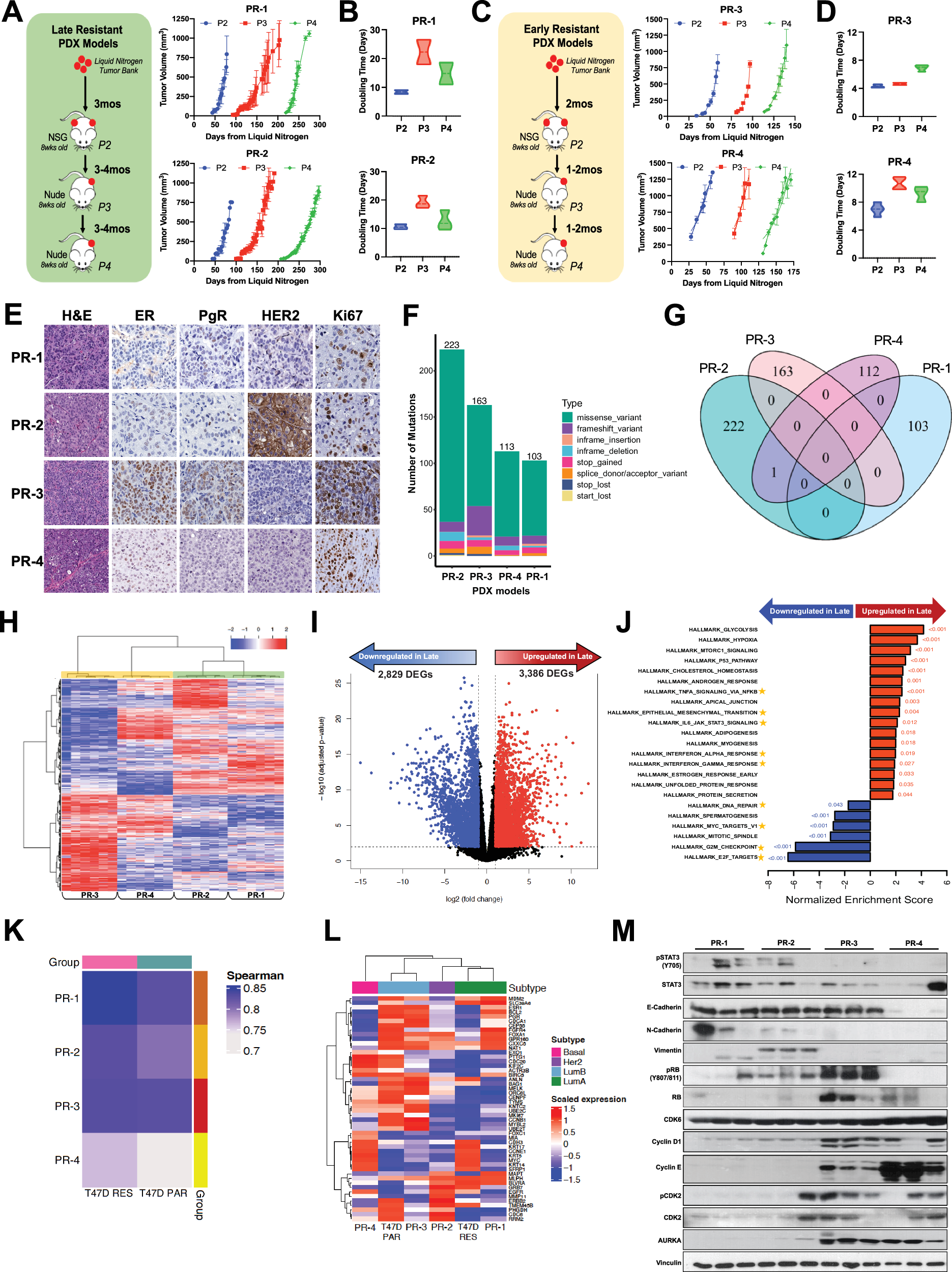 Fig. 5: PDX Models Exhibit Distinct Transcriptomic Signatures Based on Time to CDK4/6i Progression.