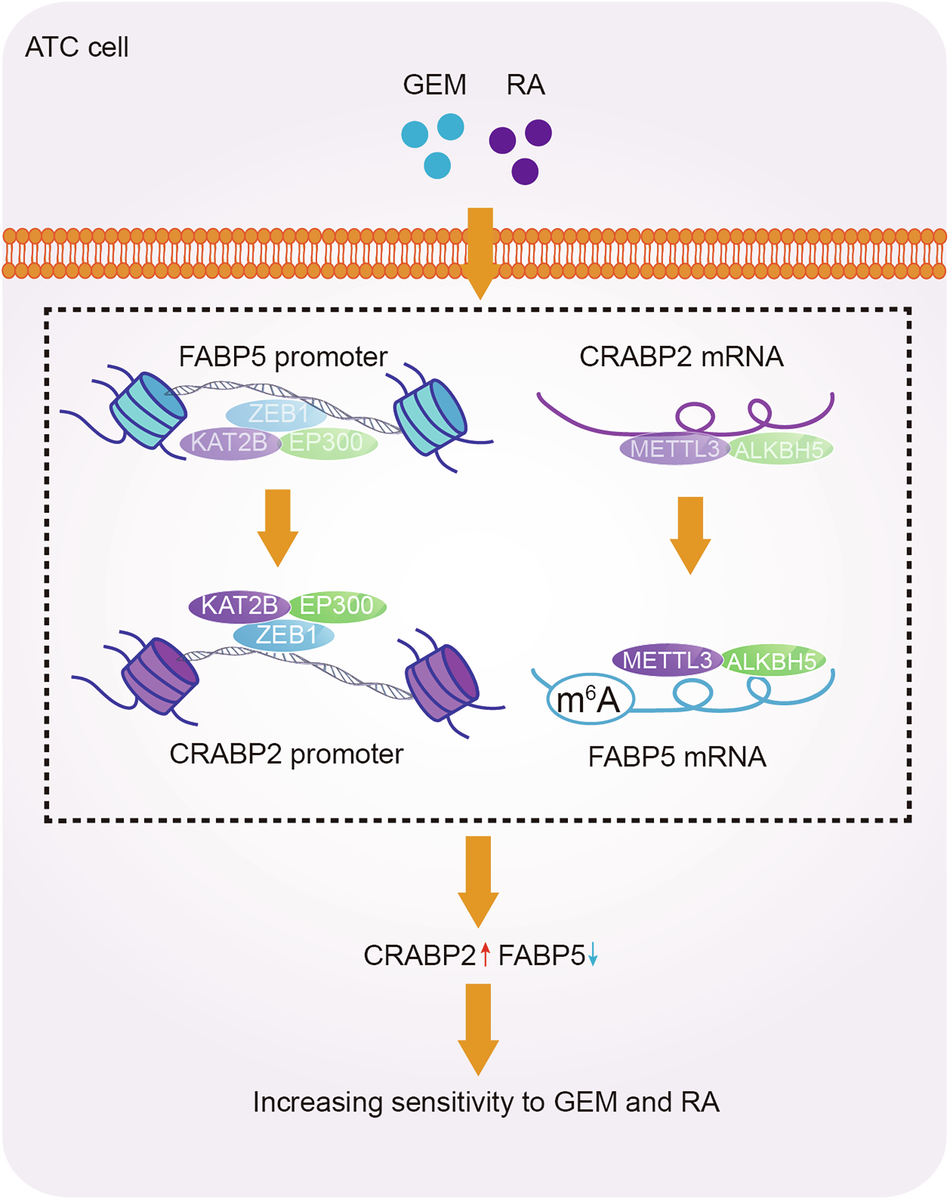 Fig. 9: Schematic diagram illustrating the proposed mechanism from the study.