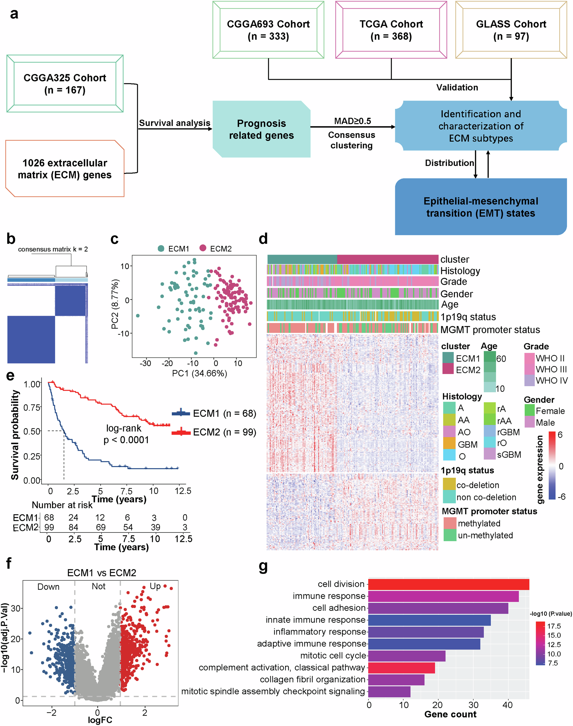 Fig. 1: Identification of the prognostic ECM-based subgroups in IDH mutant gliomas.