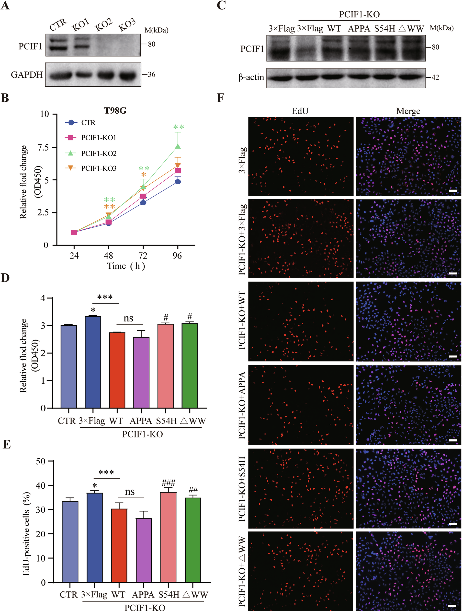 Fig. 2: Deletion or mutation of the WW domain reverses the inhibitory effect of PCIF1 on cell proliferation in PCIF1 knockout glioma cells.