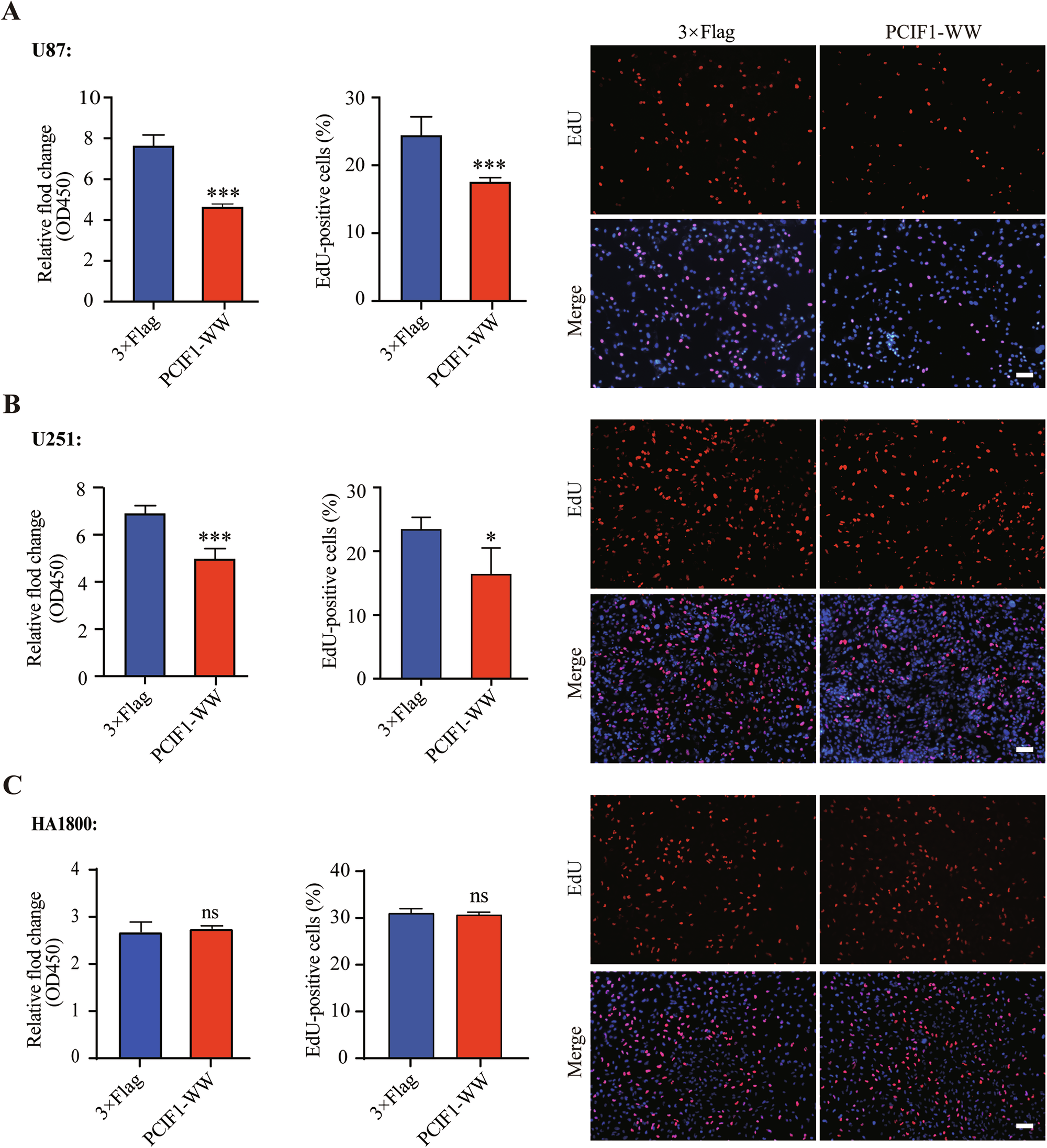Fig. 3: Overexpression of the WW domain of PCIF1 inhibits glioma cell proliferation without affecting the growth of normal astrocytes.
