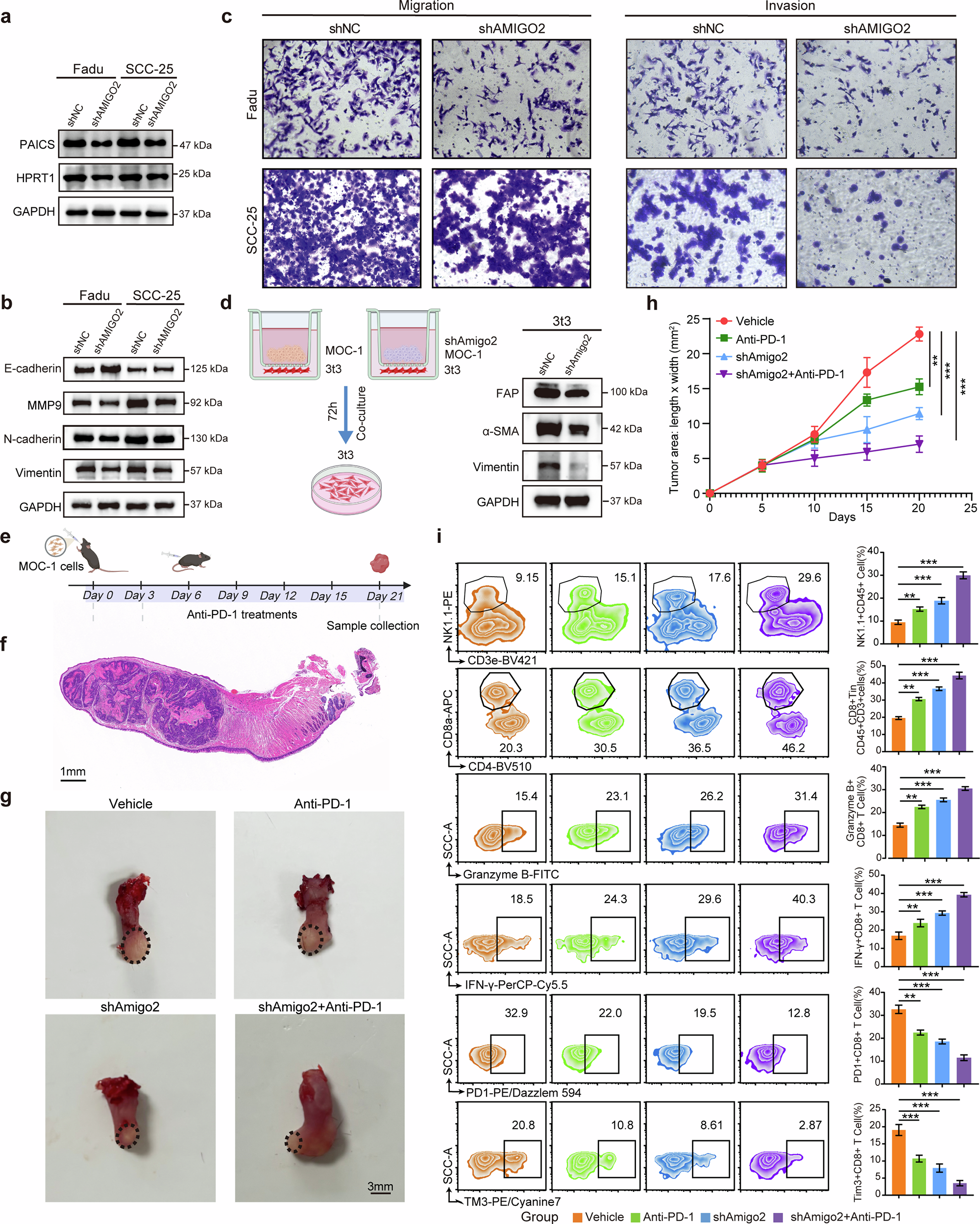 Fig. 8: Knockdown of AMIGO2 hinders HNSCC evolution.