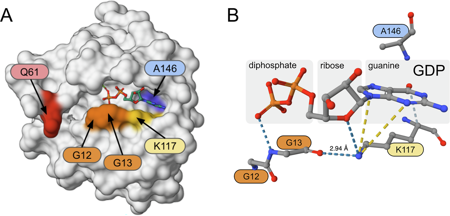 Fig. 2: Structure of GDP-bound wild-type KRAS.