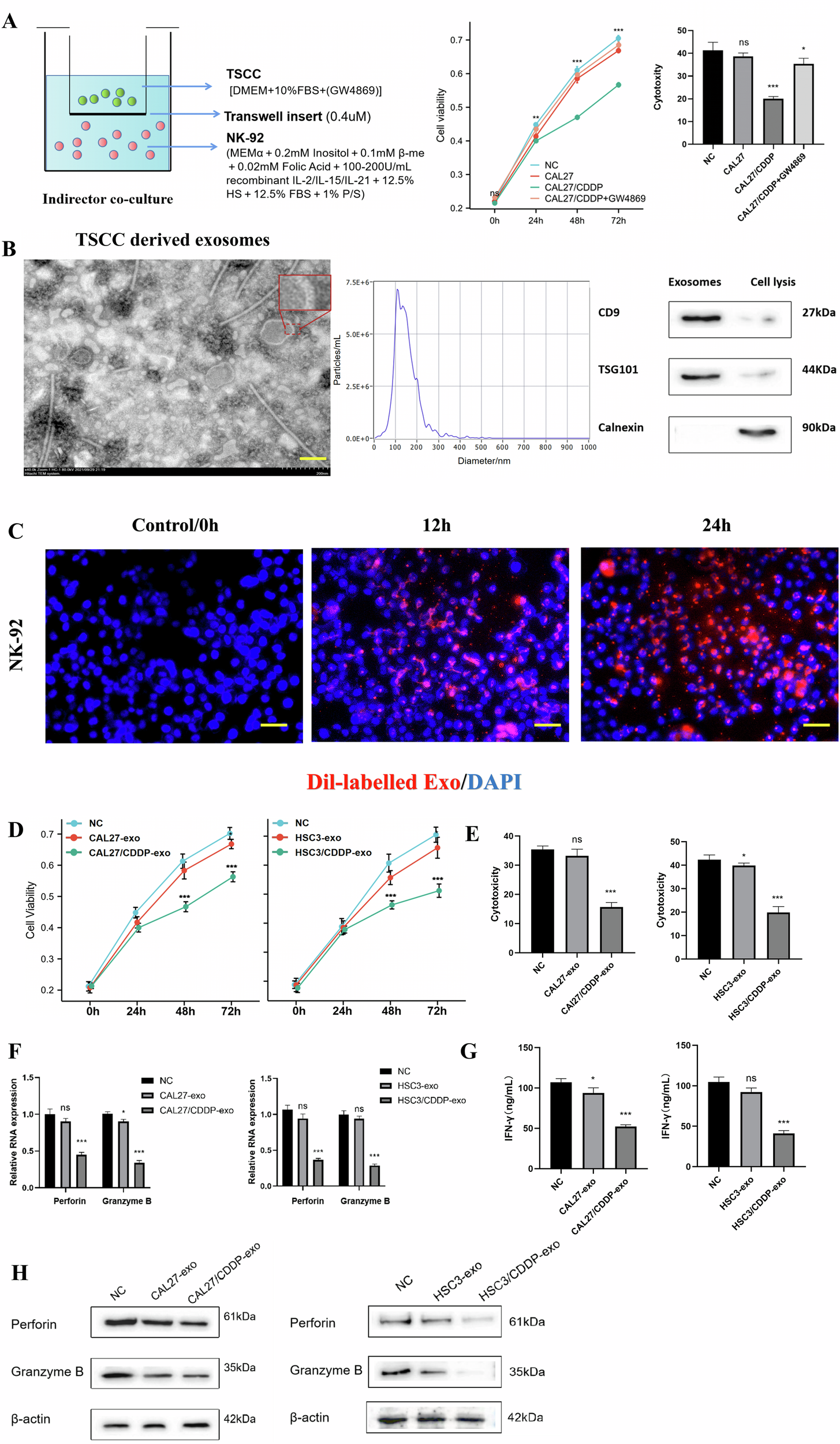 Fig. 2: The exosomes derived from TSCC cells that are resistant to cisplatin exhibit a notable suppressive impact on the activity and cytotoxicity of NK cells.