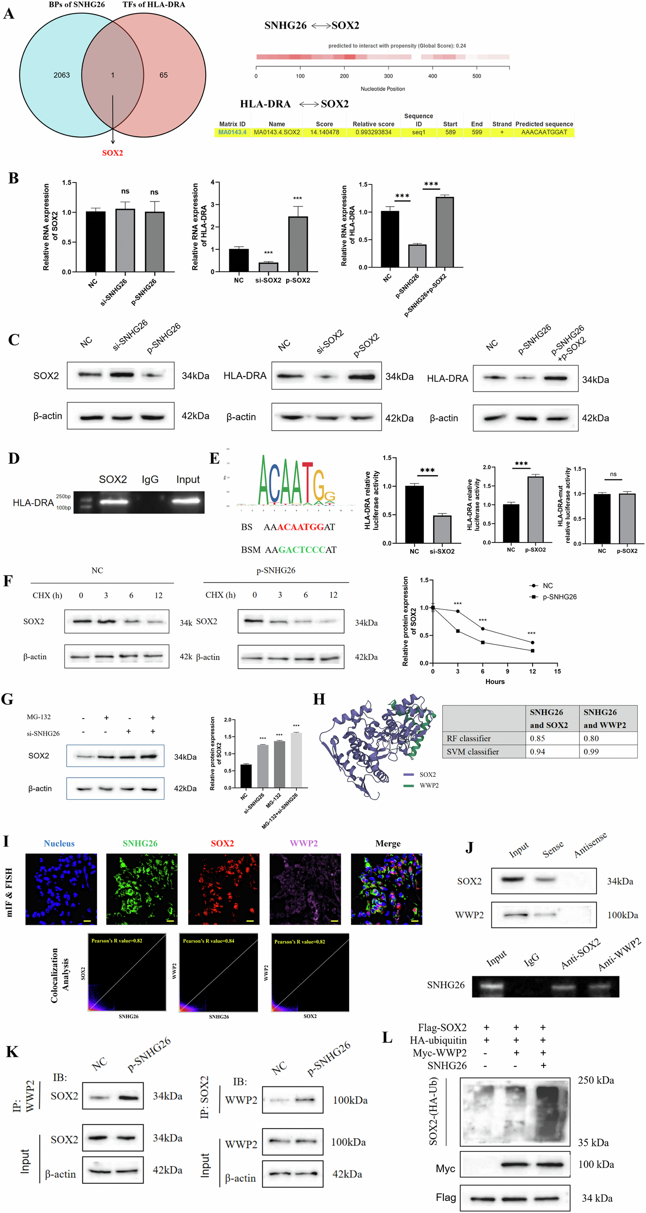 Fig. 5: The precise mechanism by which SNHG26 regulates HLA-DRA.