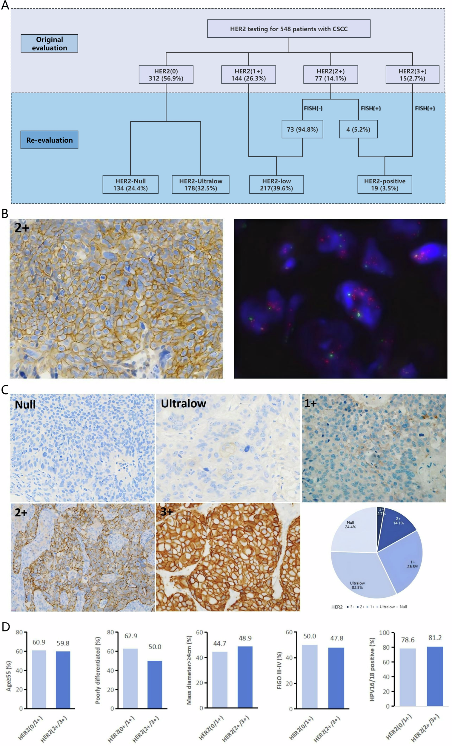 Fig. 1: HER2 assessment in 548 cervical cancer patients.