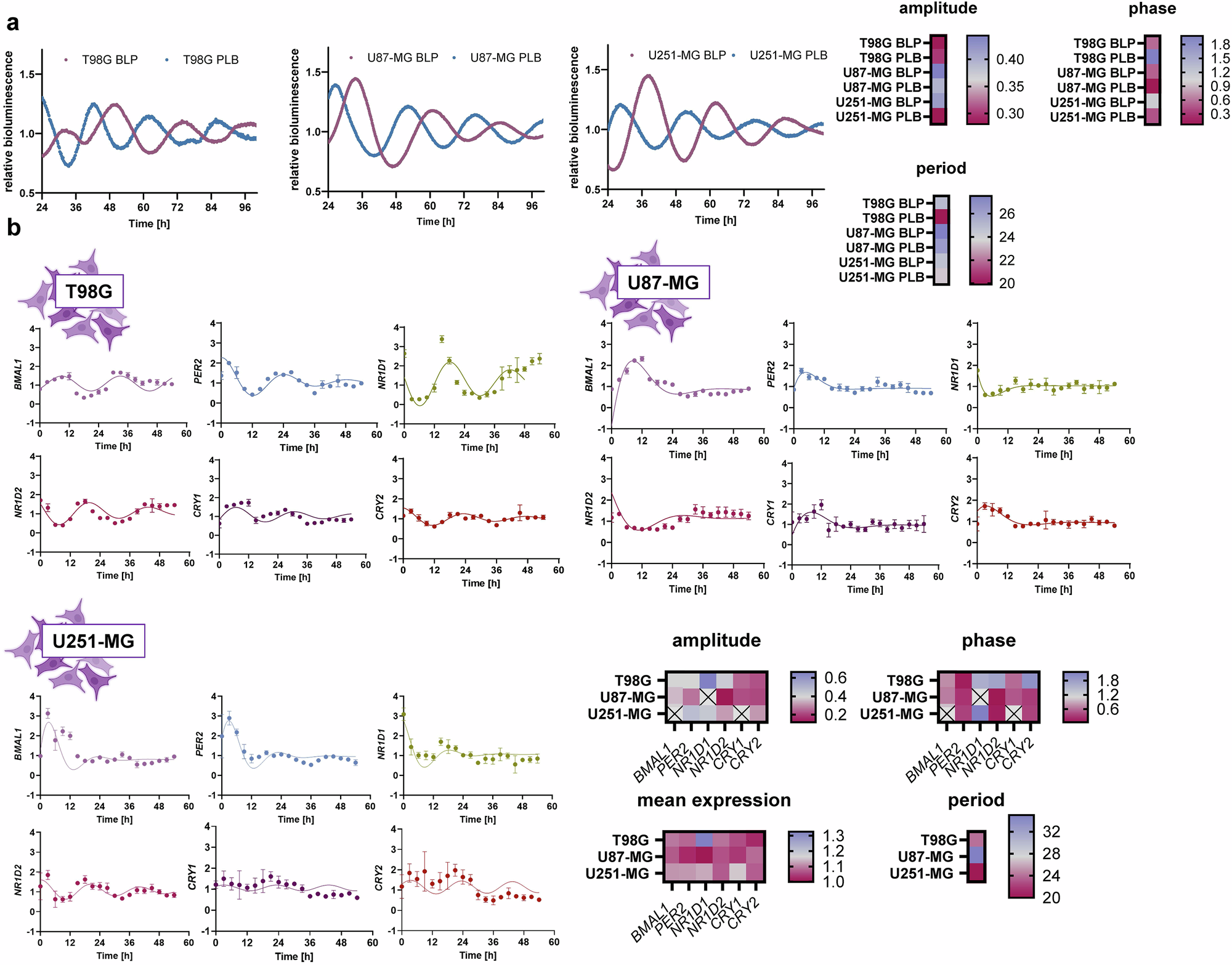 Fig. 1: Glioblastoma cell lines differ in their circadian profile.