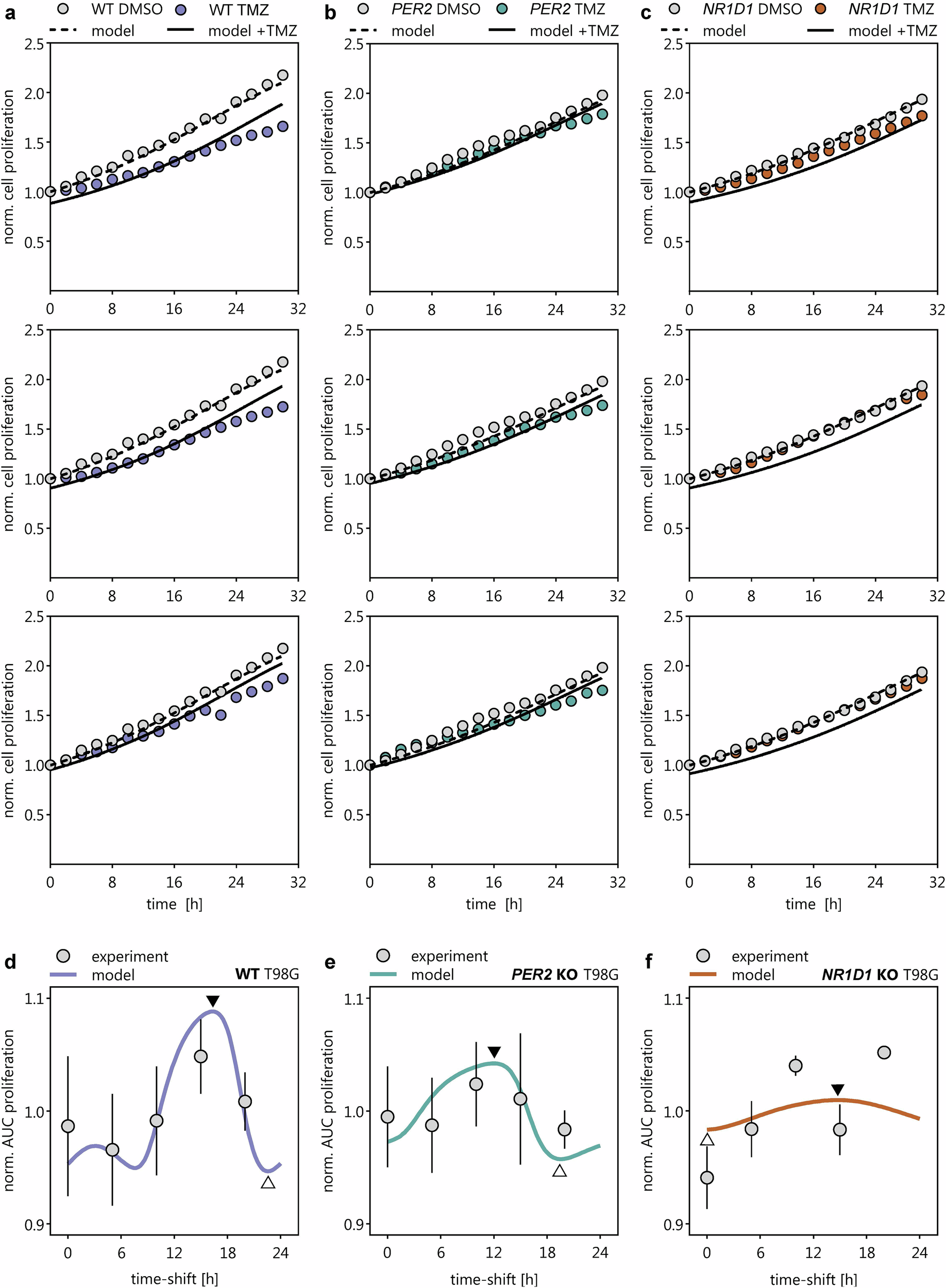 Fig. 7: Simulation outcomes of coupled core-clock machinery-TMZ efficacy model.