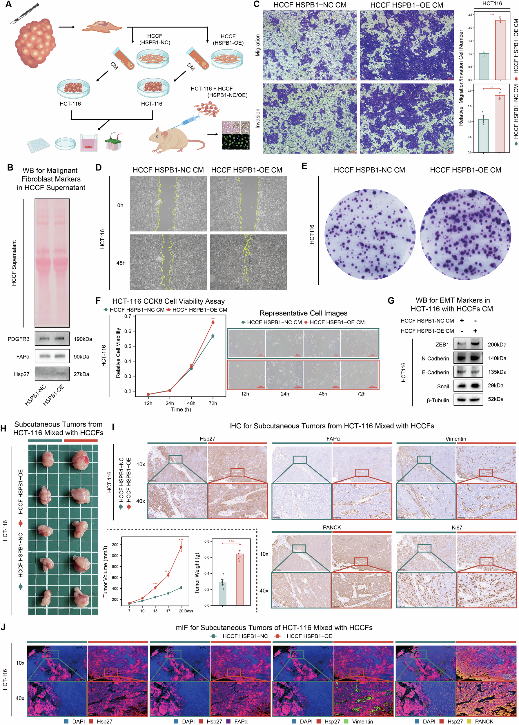 Fig. 9: Co-culture with HSPB1-overexpressing CAFs promotes malignant phenotypes of tumor cells in vitro and in vivo.