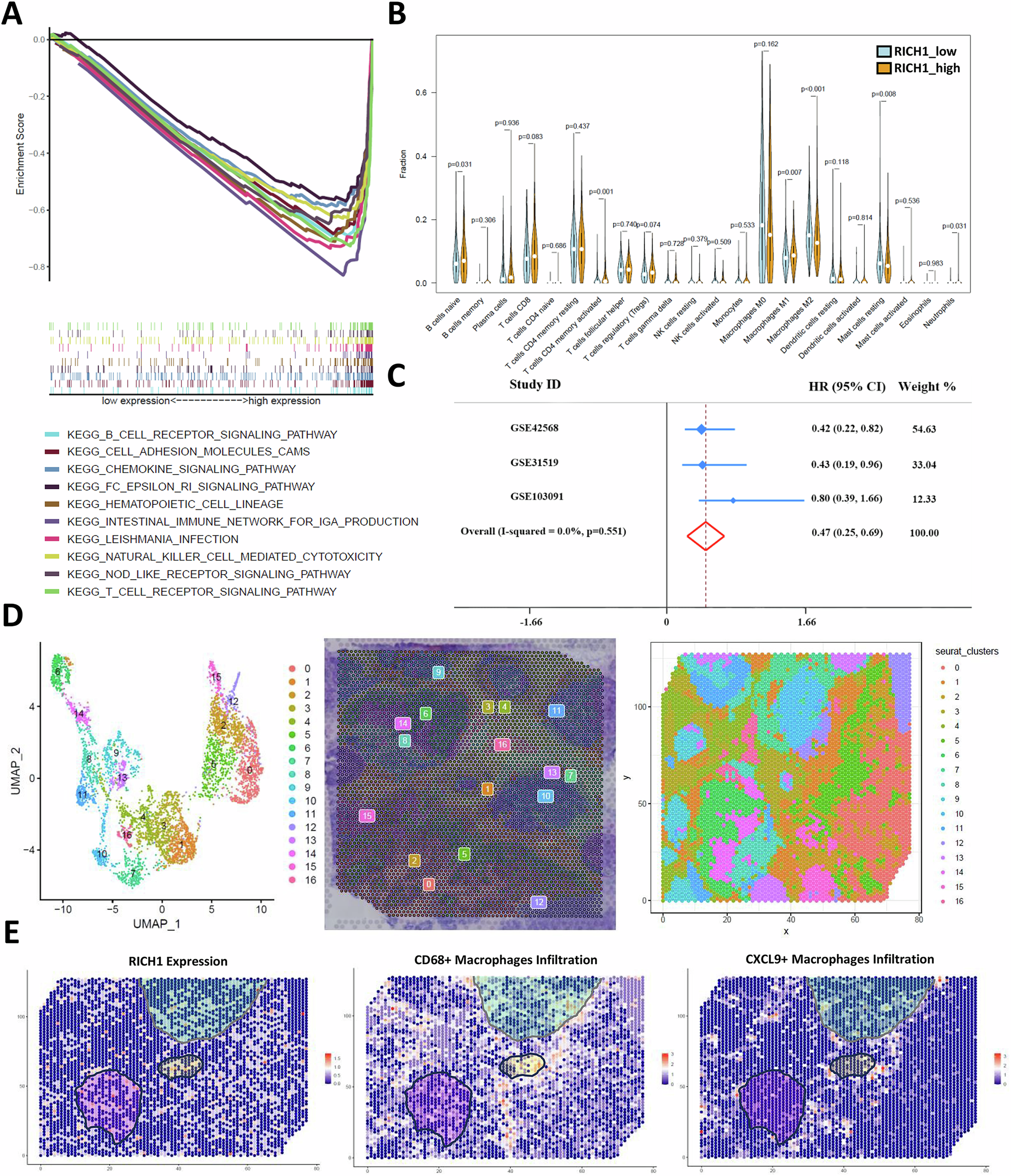 Fig. 1: RICH1 expression is associated with the types of tumor-infiltrating macrophages and prognosis in breast cancer.