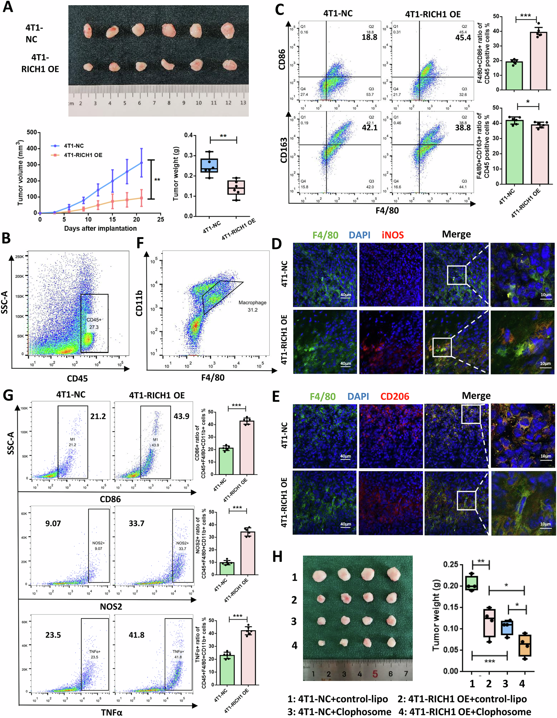 Fig. 2: RICH1 overexpression promotes M1-like TAMs infiltration and tumor inhibition in TME of 4T1 tumor-bearing mice.