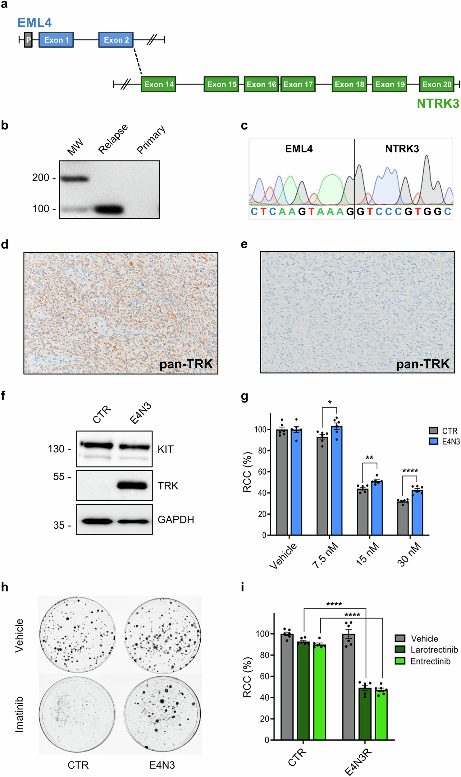 Fig. 3: Identification of the EML4::NTRK3 fusion and in vitro cell modeling.