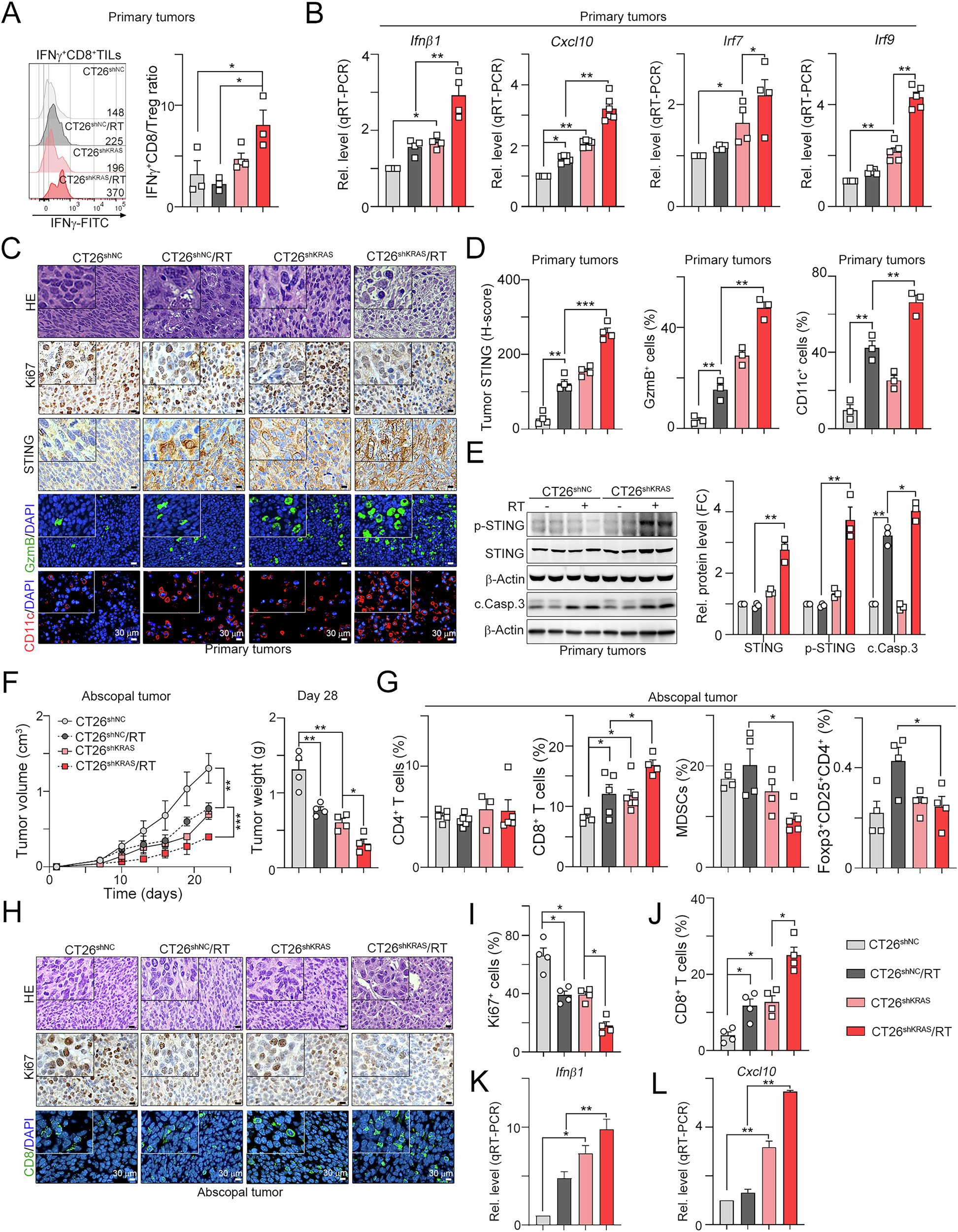 Fig. 2: Knockdown of KRAS significantly increased the infiltration of cytotoxic T lymphocytes and restored the level of cancer cell-intrinsic STING.