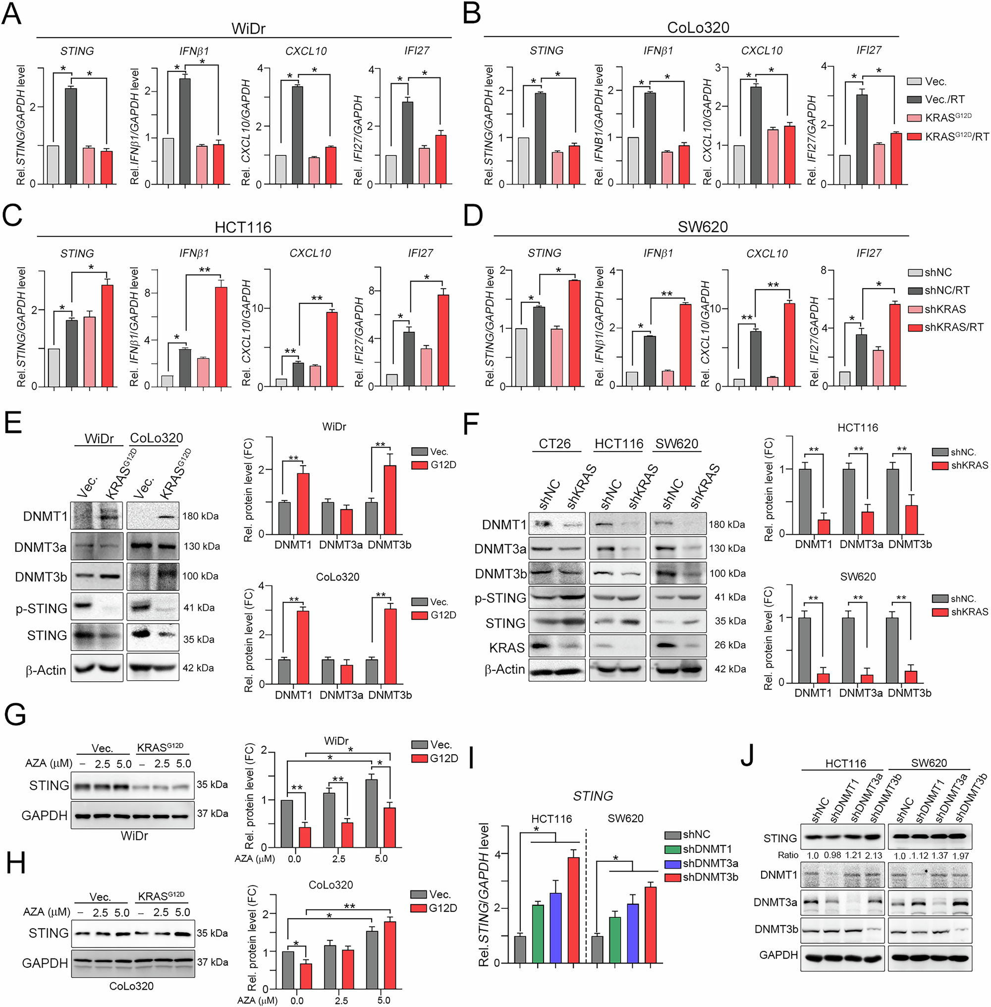 Fig. 3: Oncogenic KRAS significantly suppresses type I IFNs via global epigenetic control.